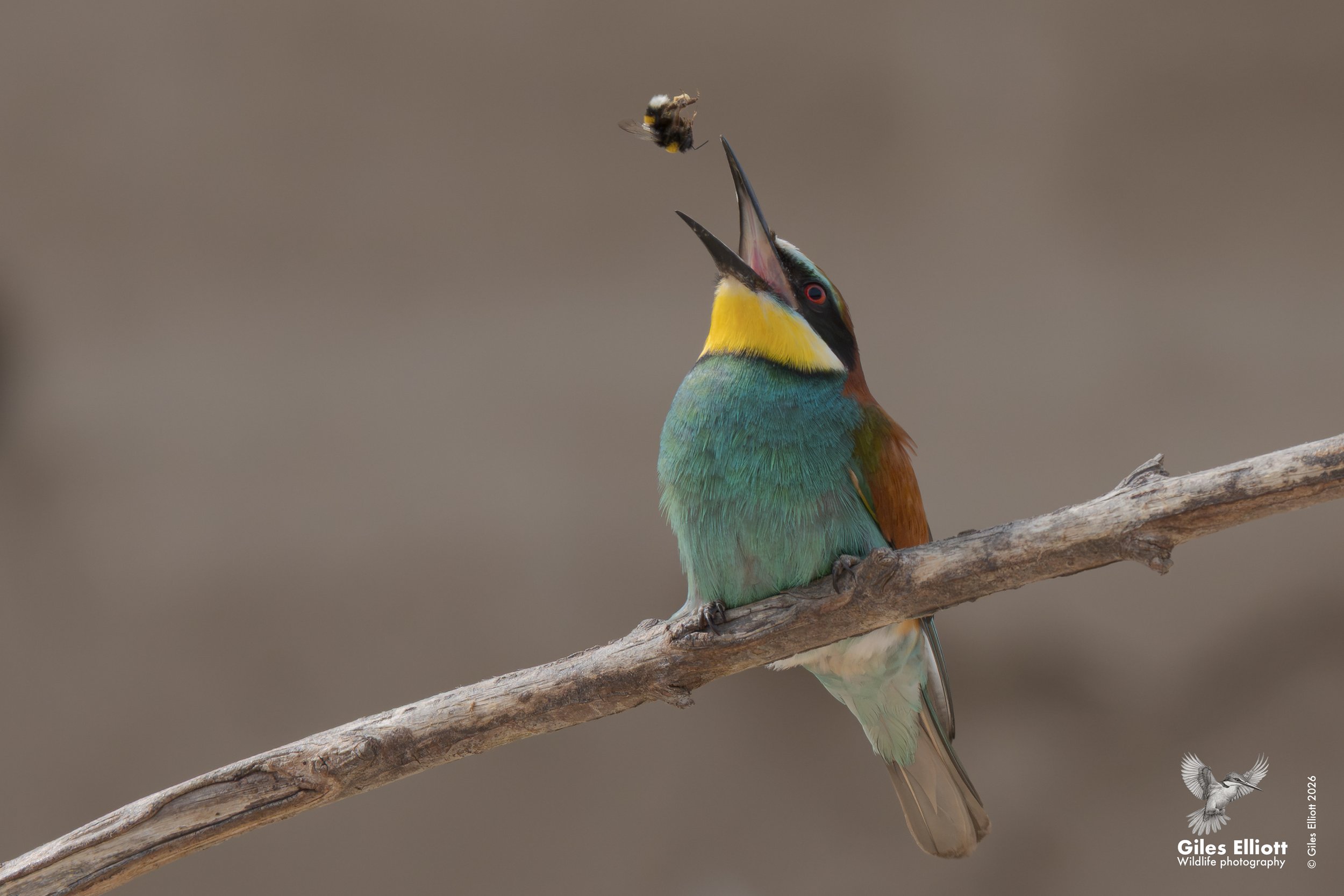 bee eaters 29.jpg