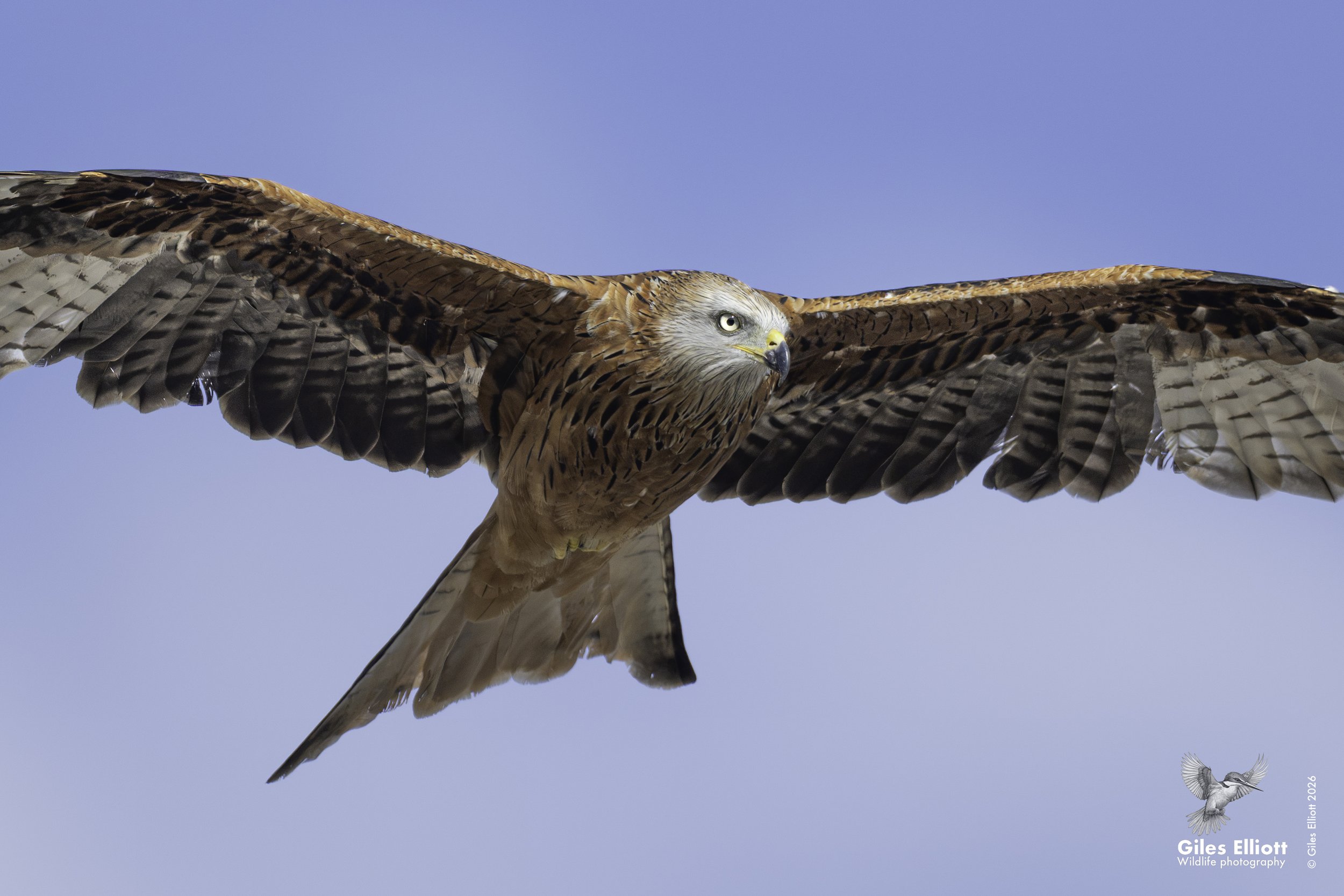 red kite 8.jpg
