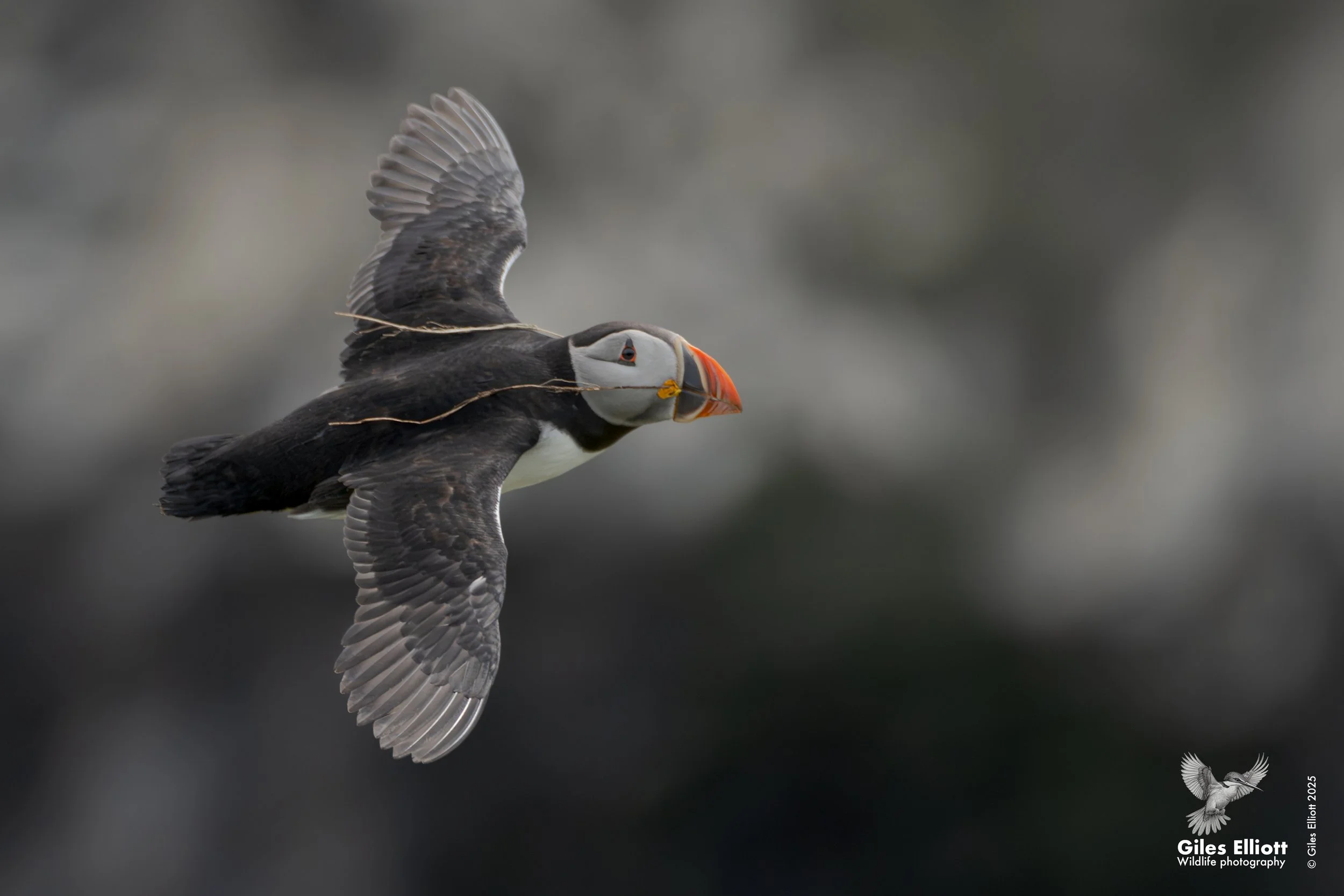 Puffin