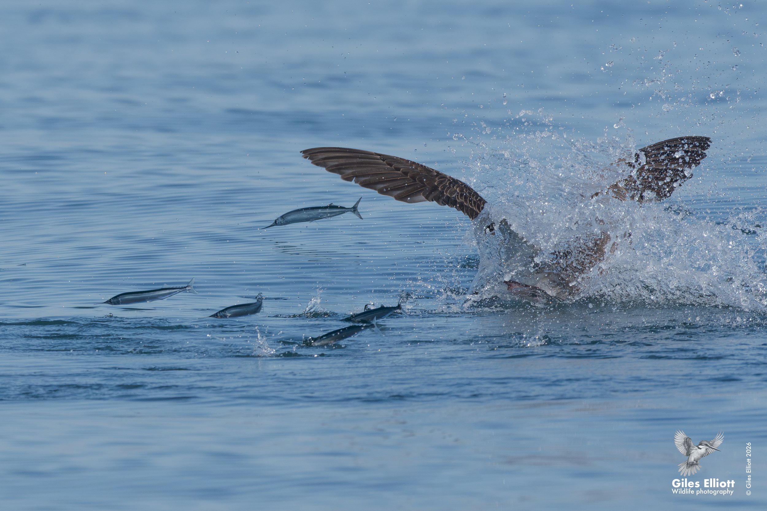 Cory's shearwater and needlefish
