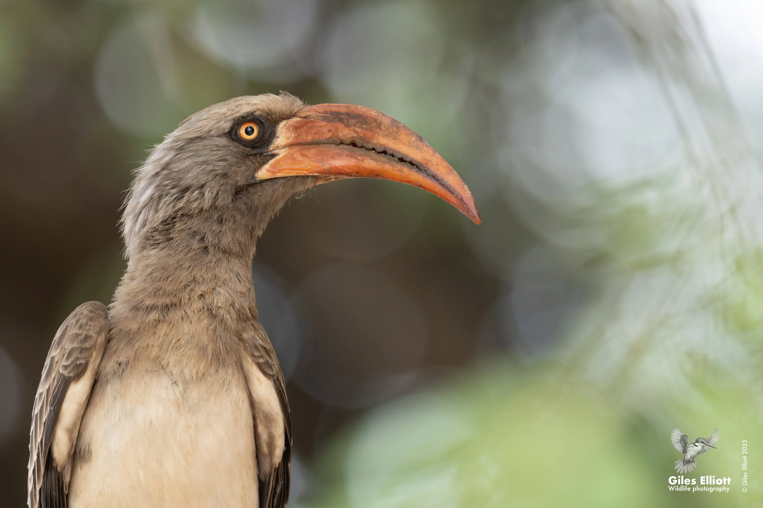 Southern Yellow-billed Hornbill