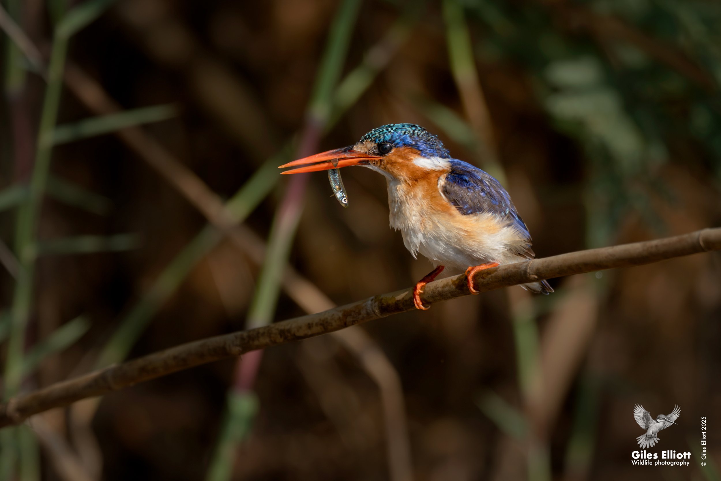Malachite kingfisher