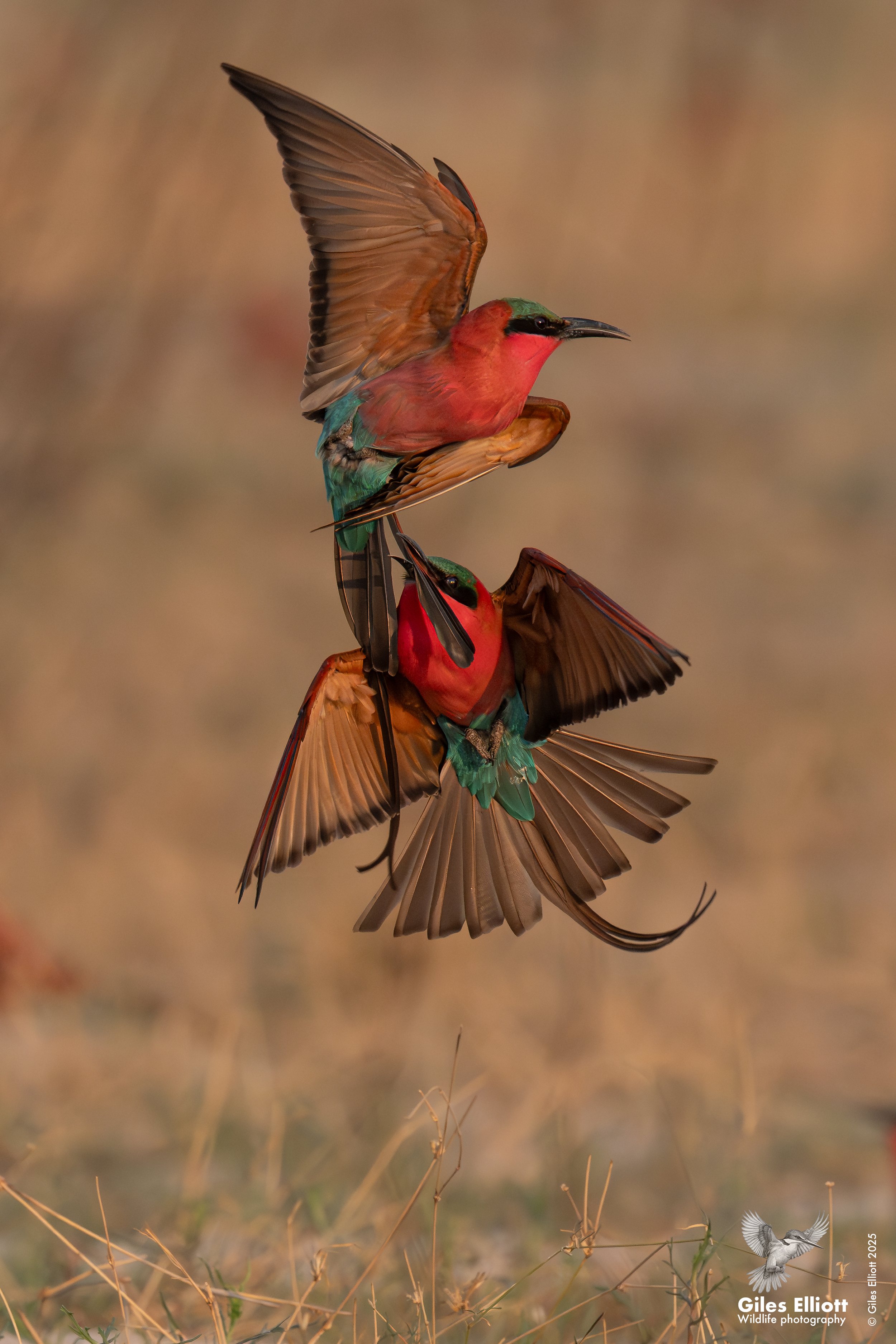 Southern Carmine Bee-eater