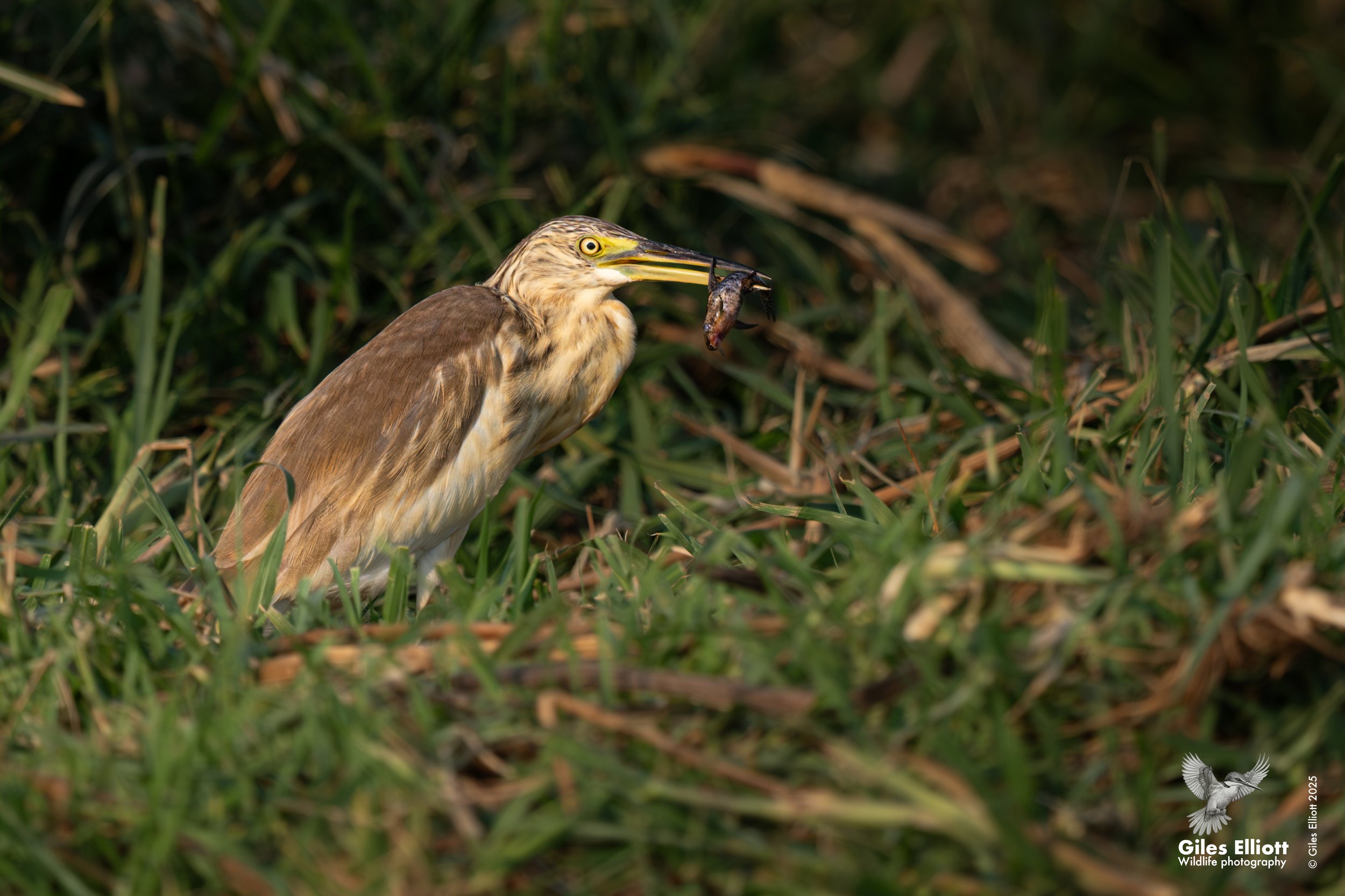 Squacco heron