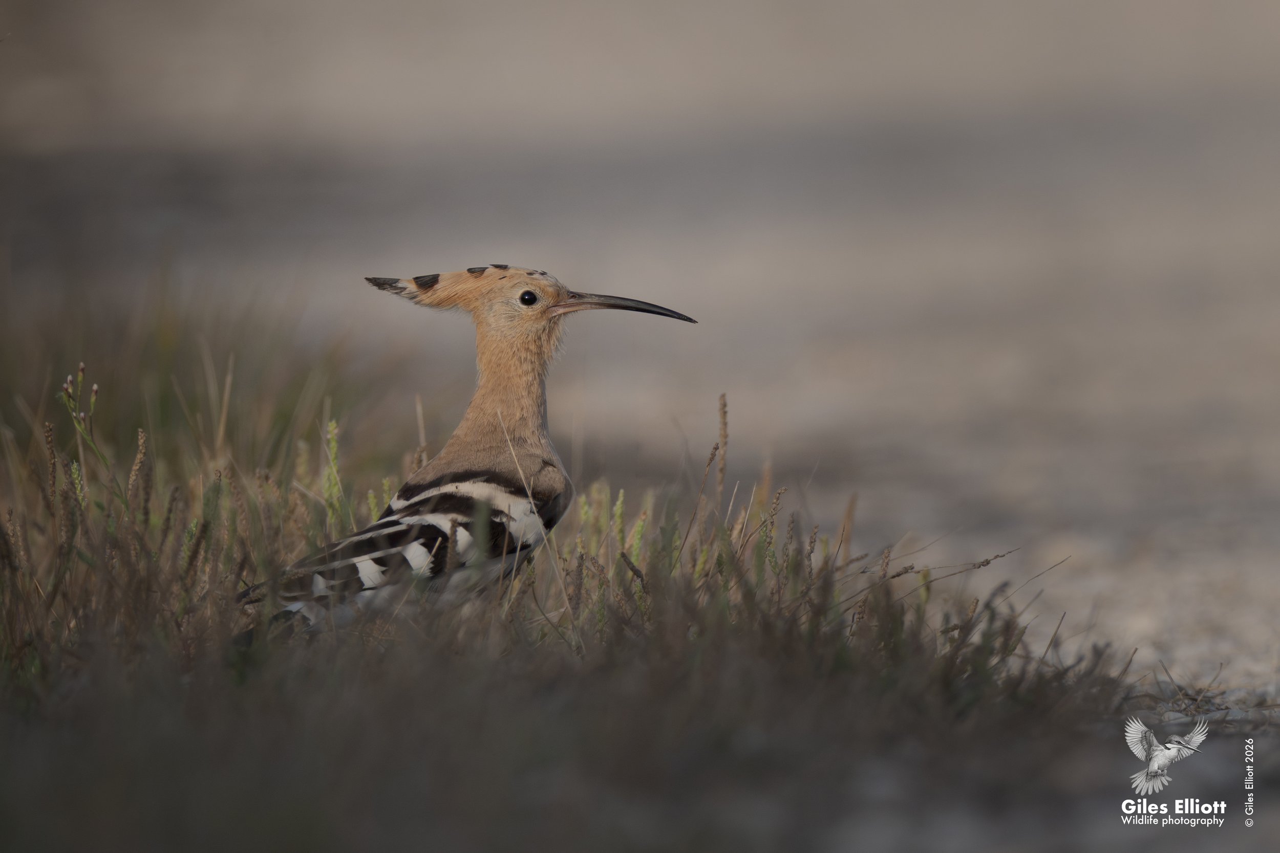 Eurasian hoopoe