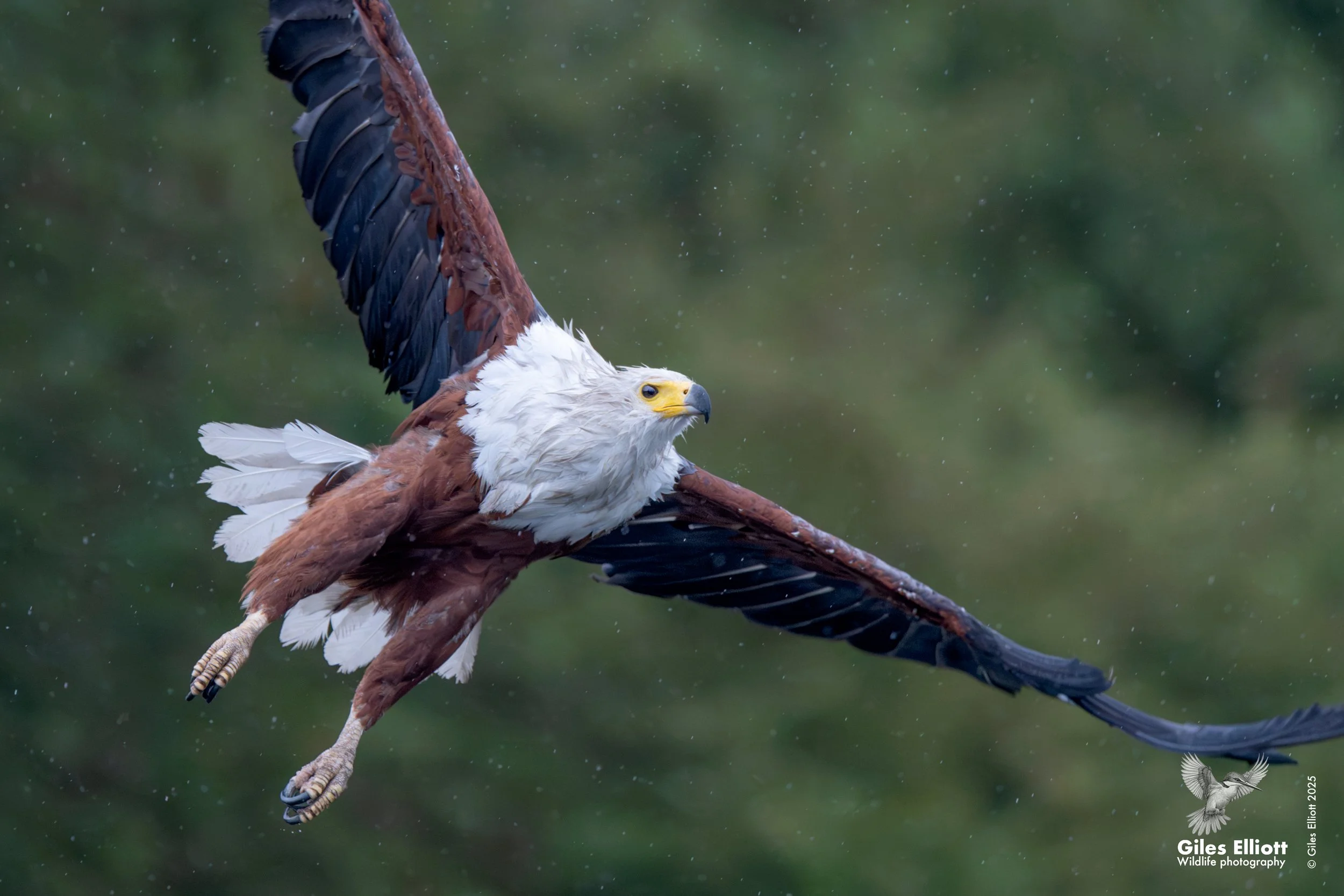 African fish eagle