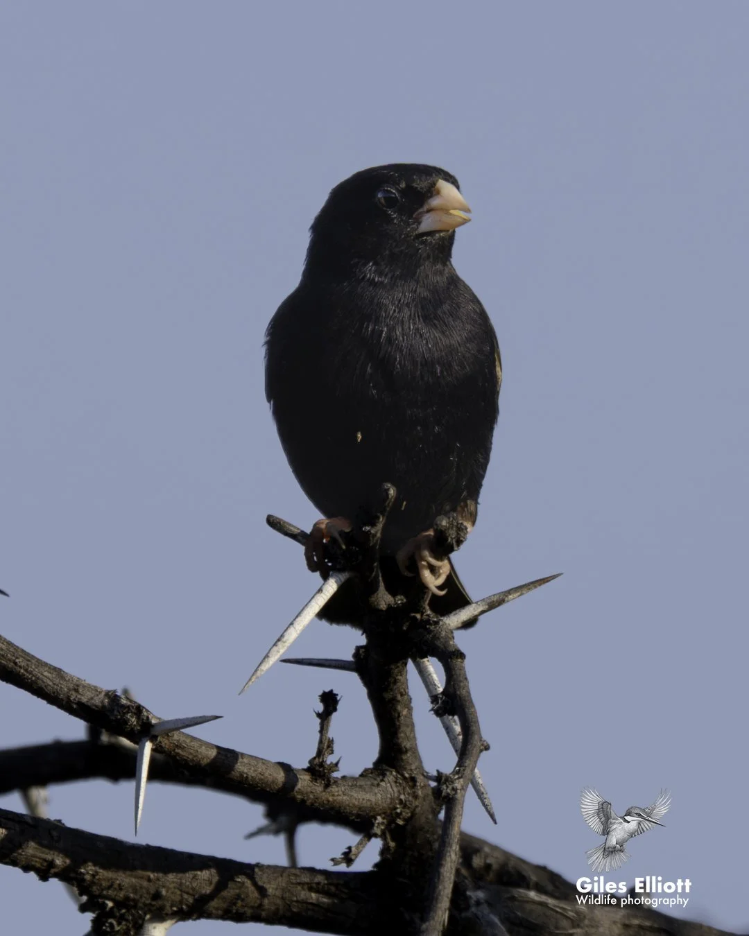 Dusky indigobird
