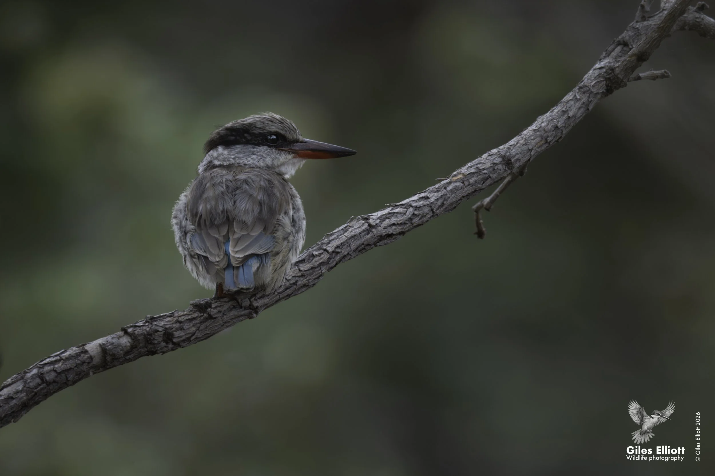 Striped kingfisher