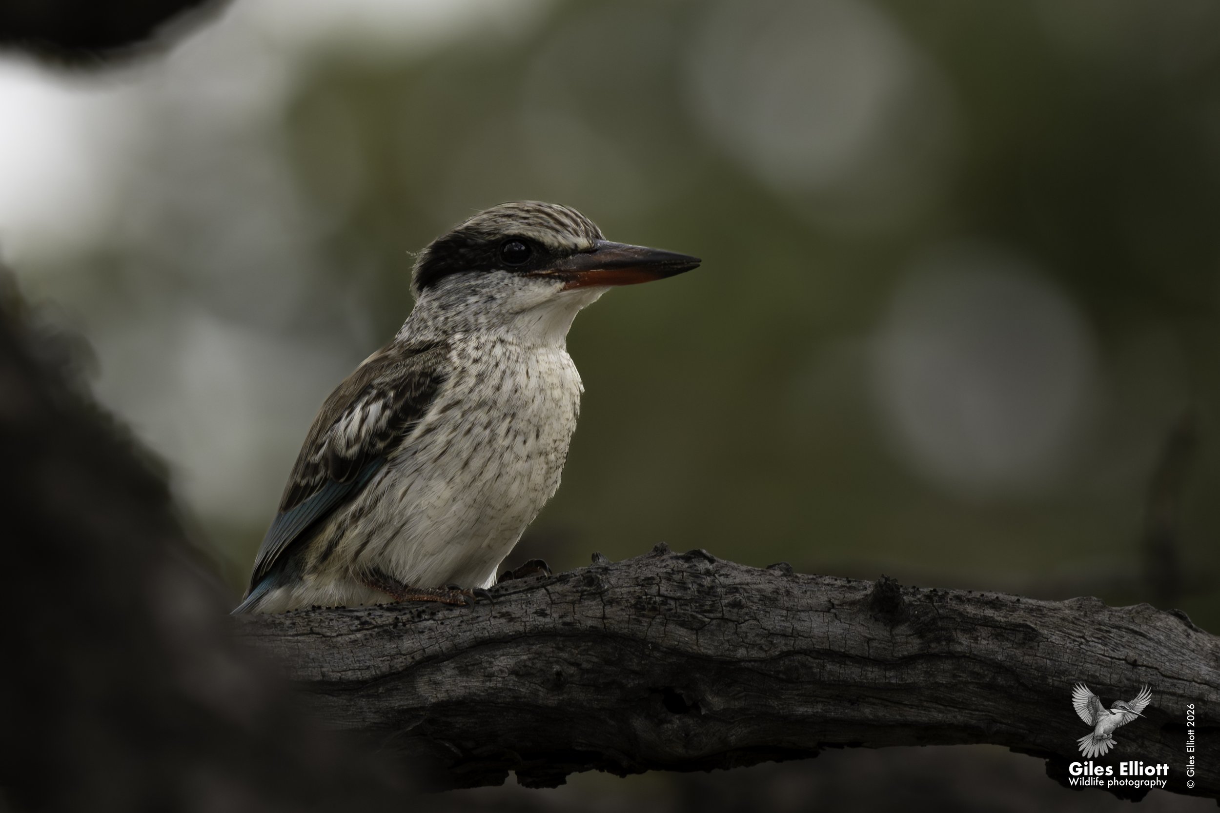 Striped kingfisher