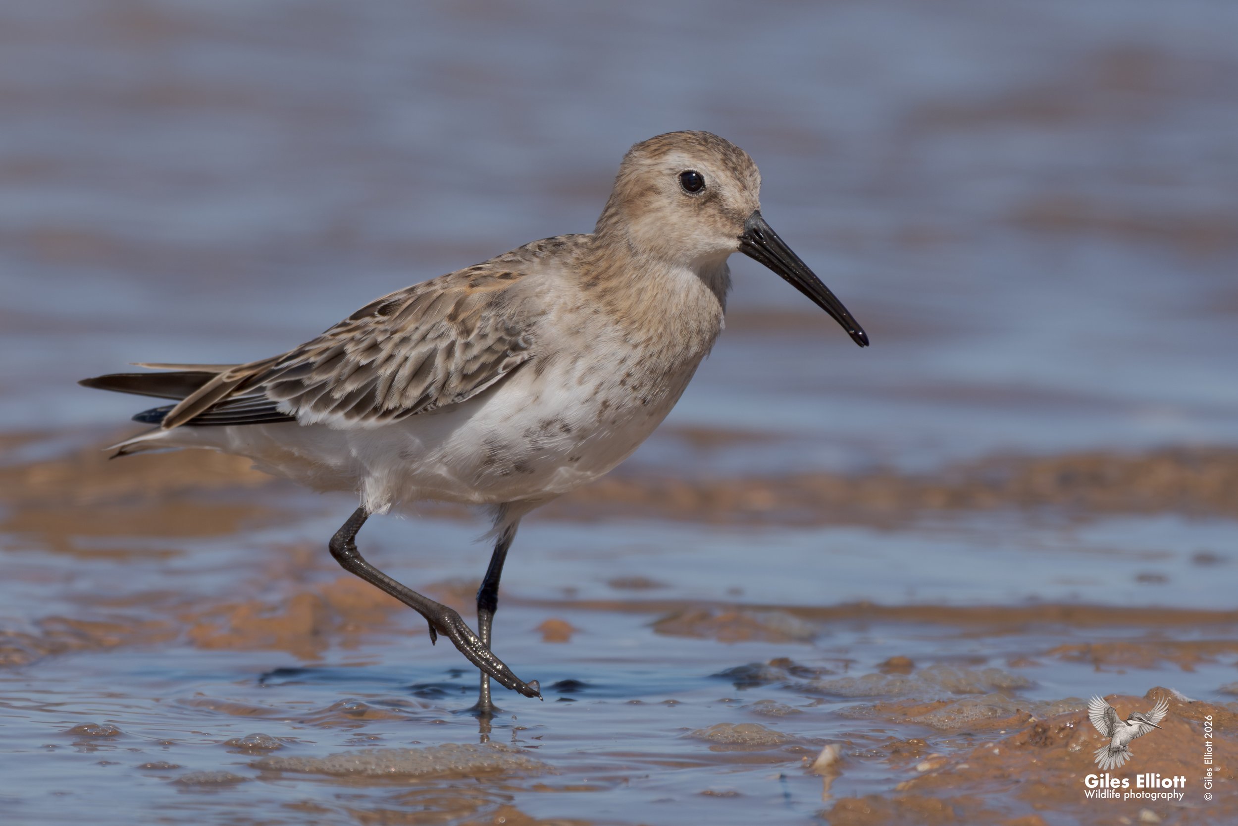 Dunlin