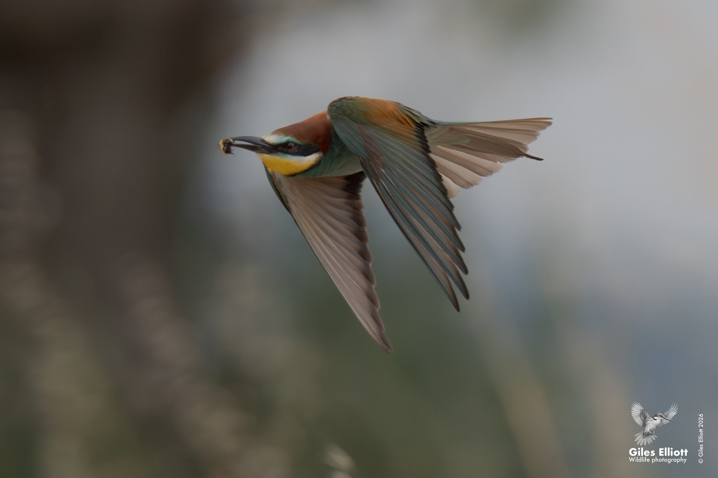 bee eaters 9.jpg