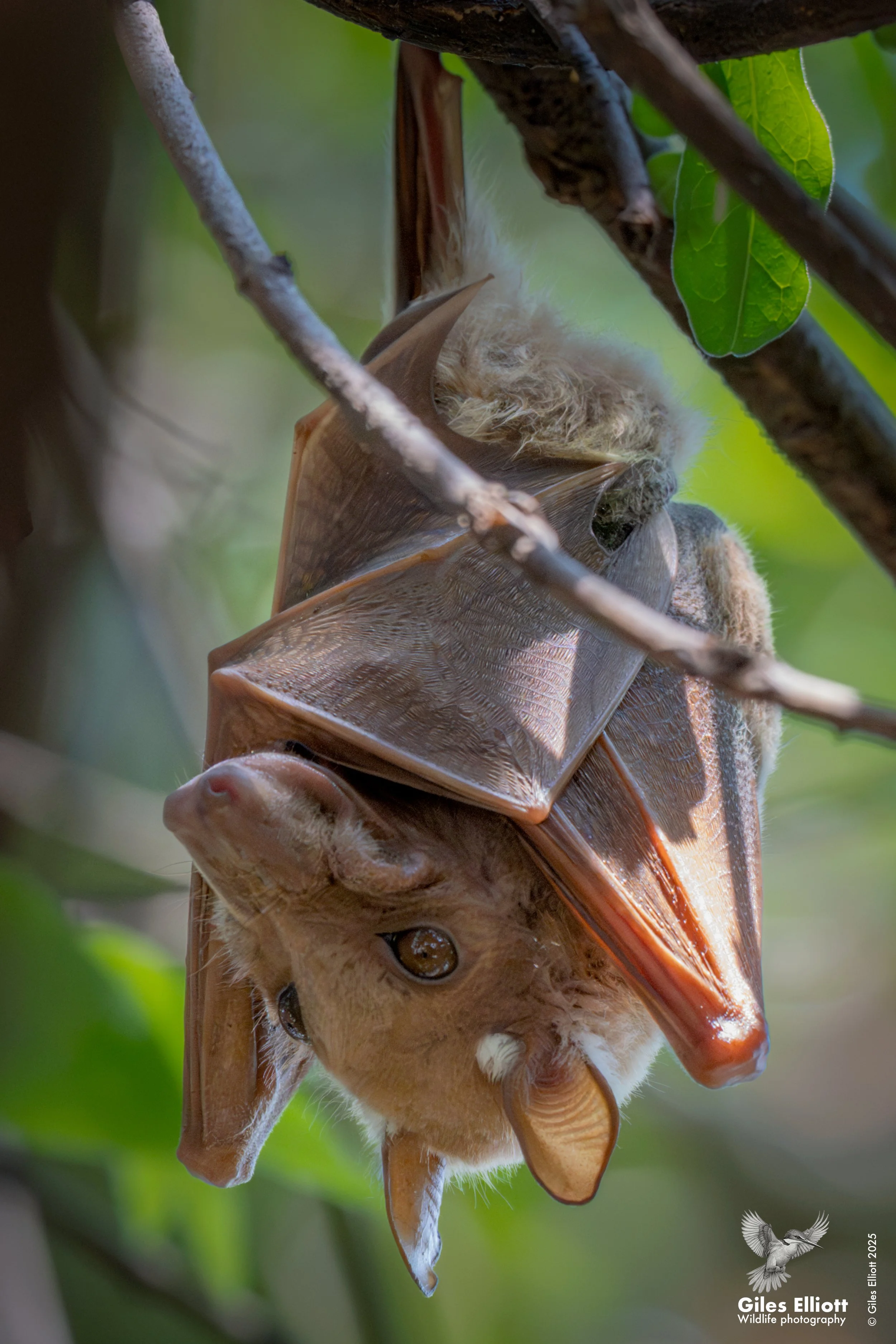 Epauletted fruit bat