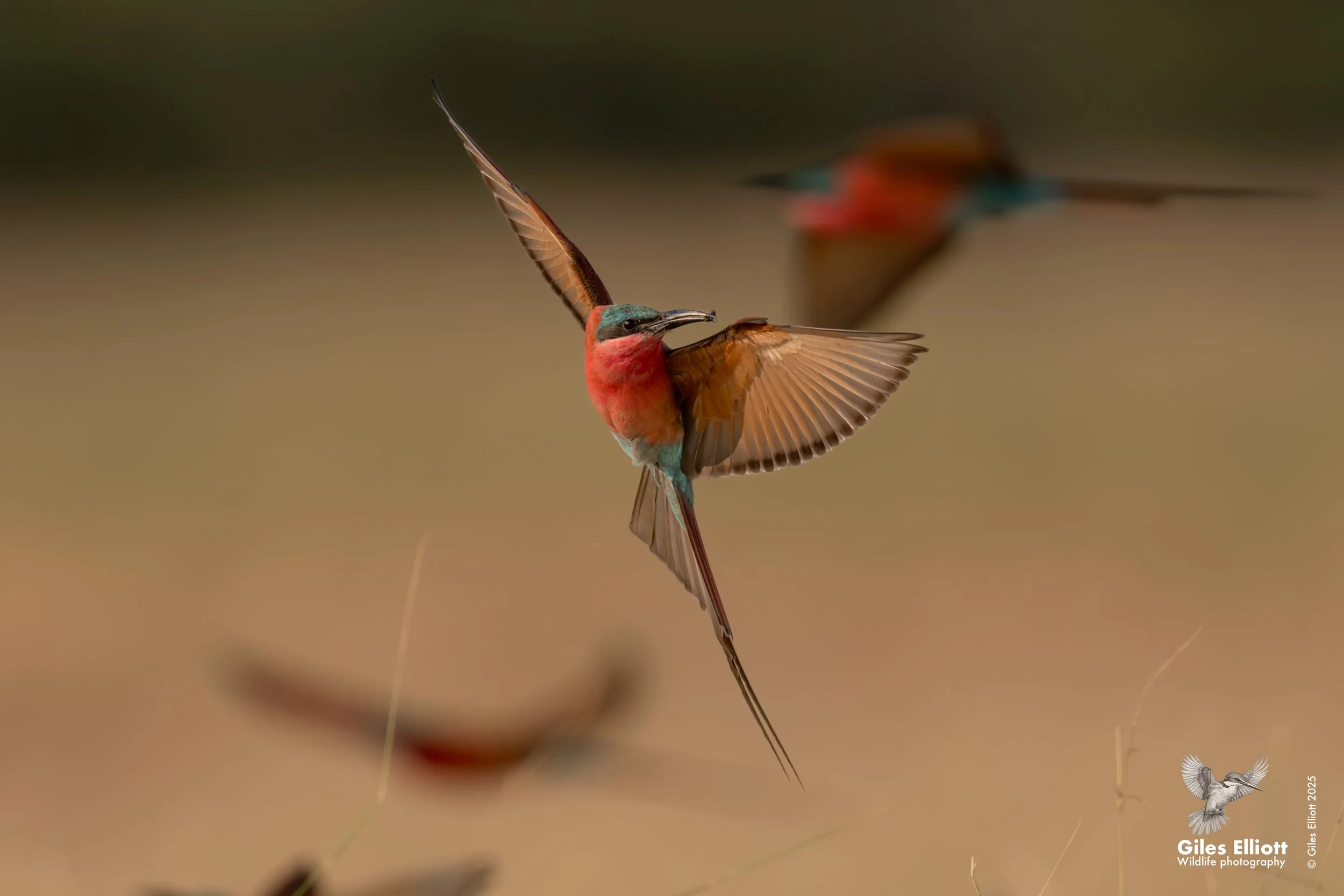 Carmine bee-eater. Zambezi River, Namibia. October 2025