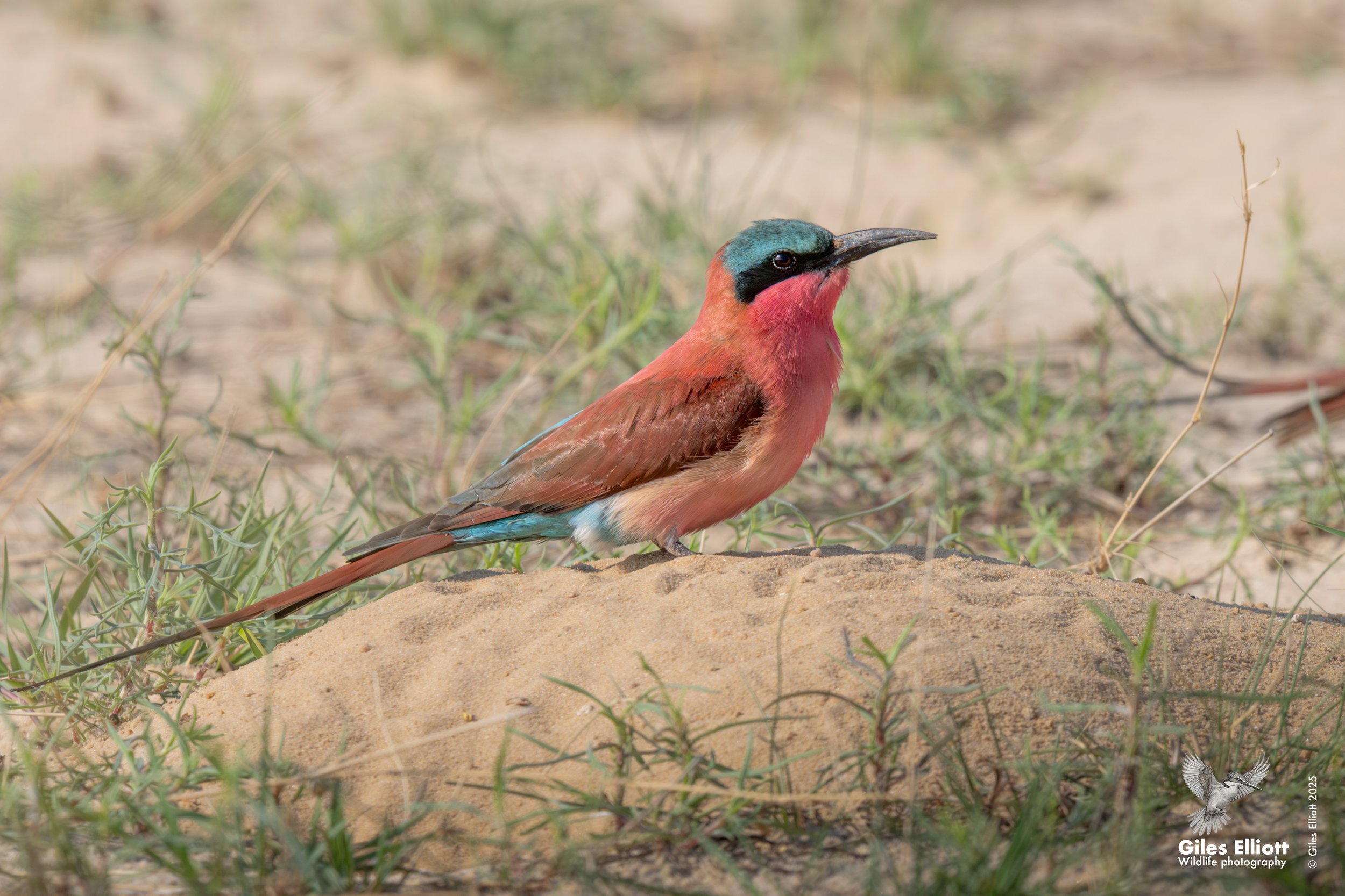 Southern Carmine Bee-eater