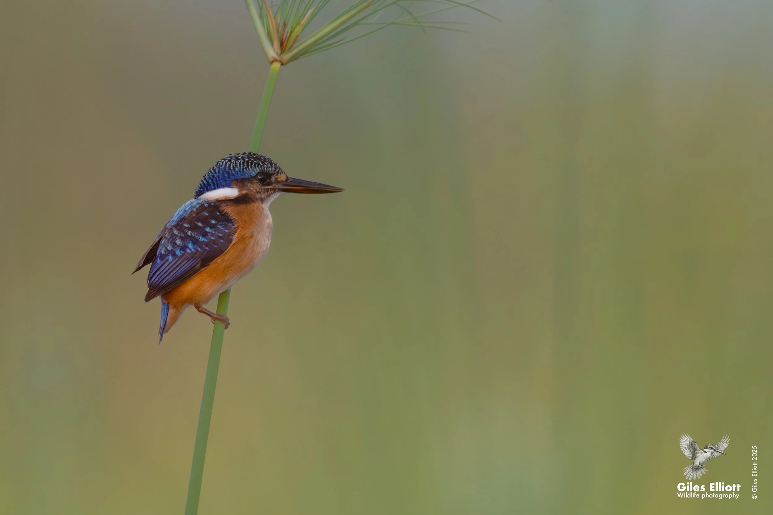 Malachite kingfisher