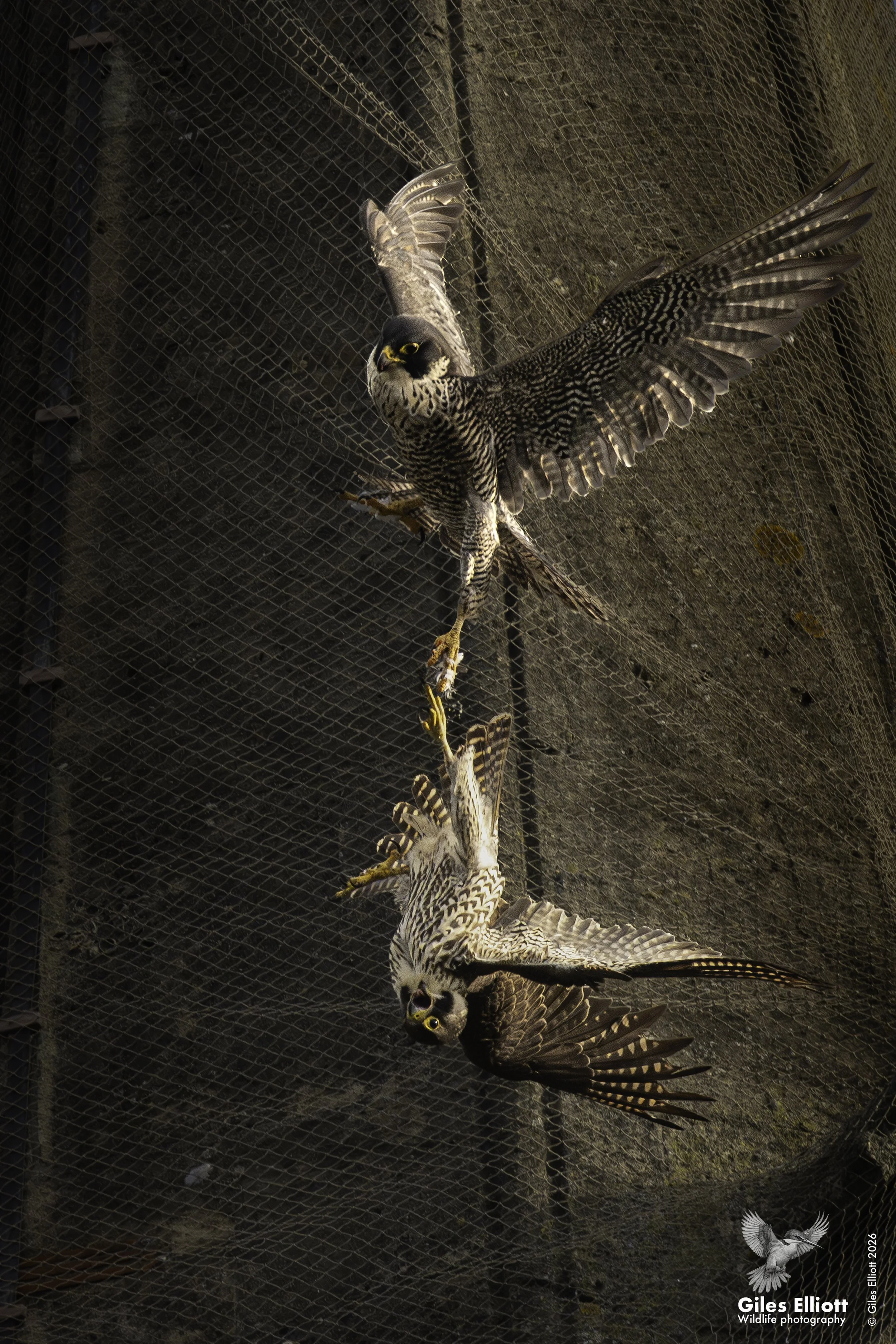 Click on image to go to see my Windsor Peregrines page.