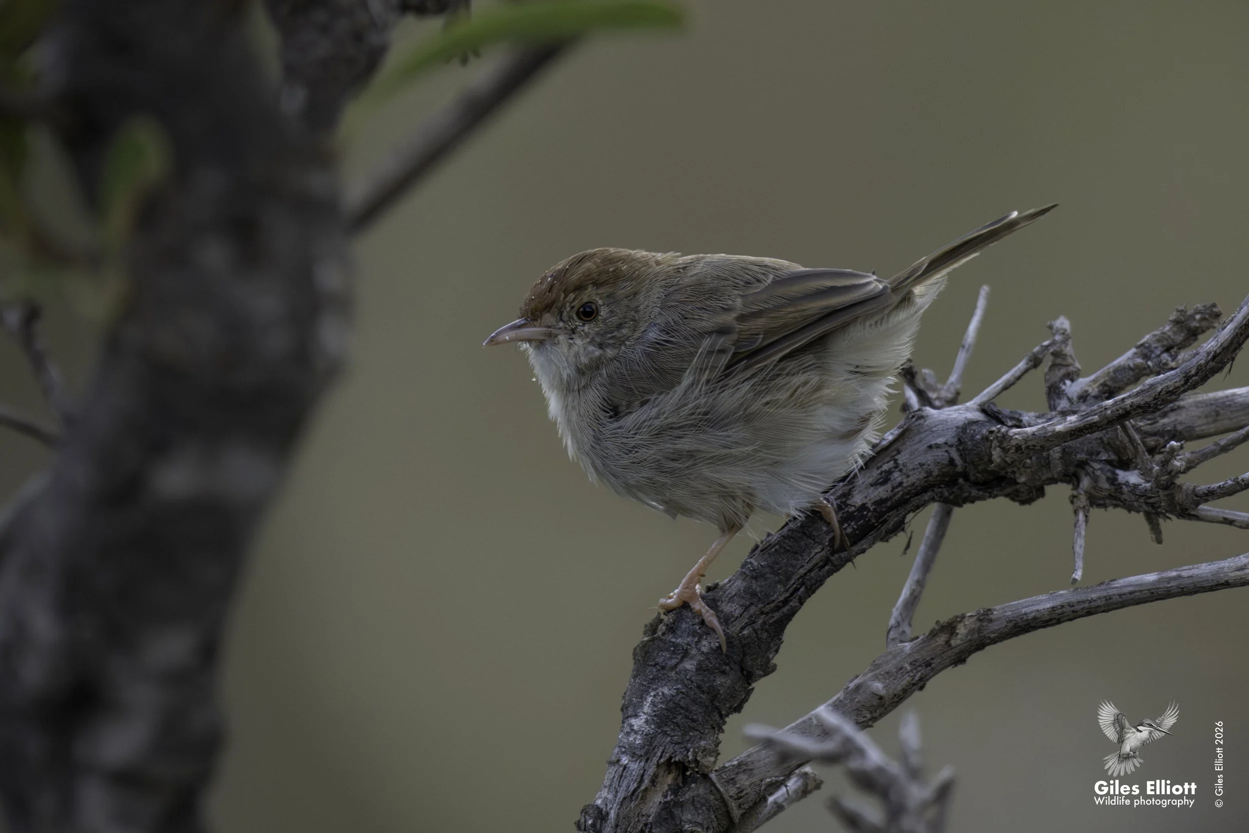 Piping cisticola (Neddicky)