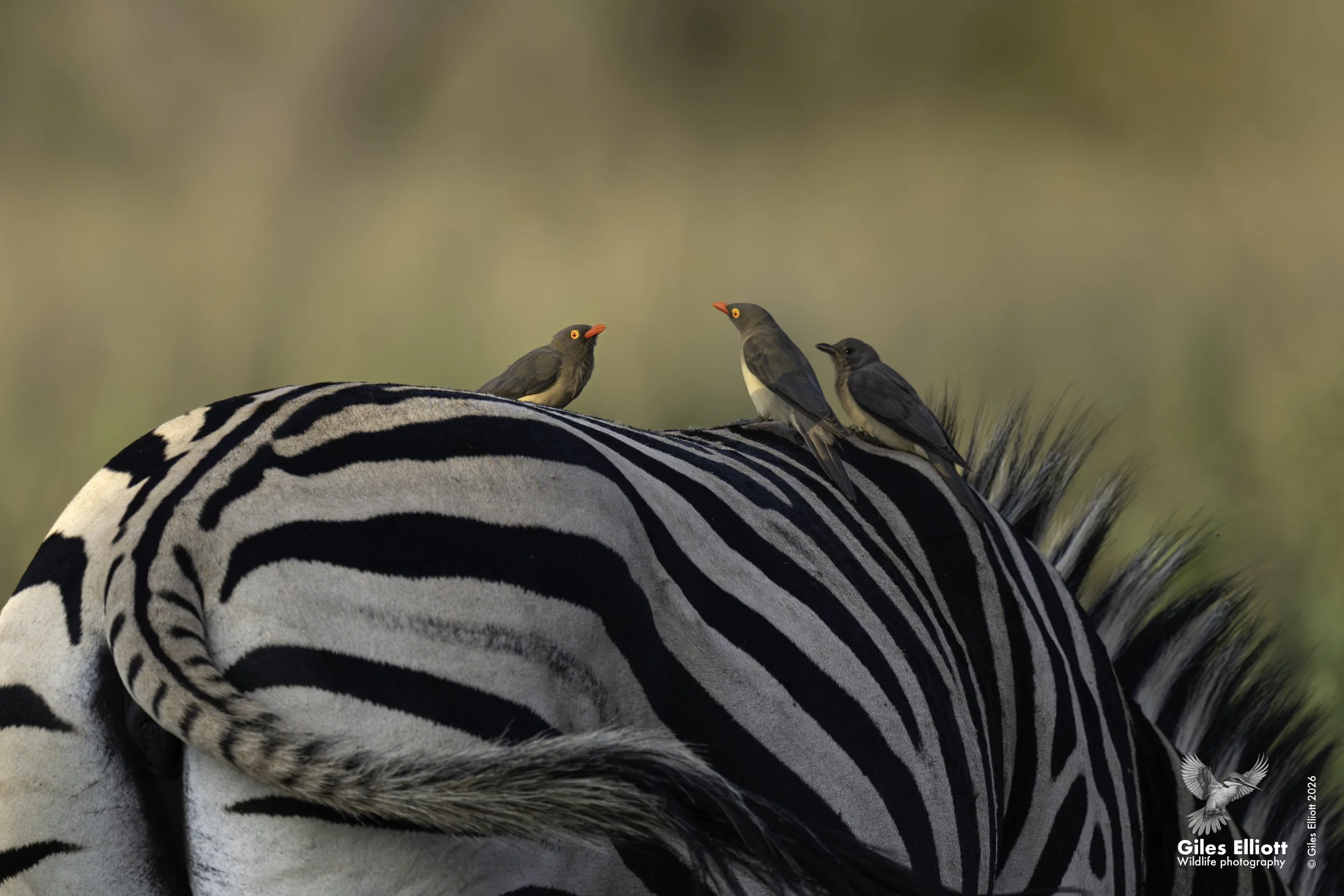 Red-billed oxpecker