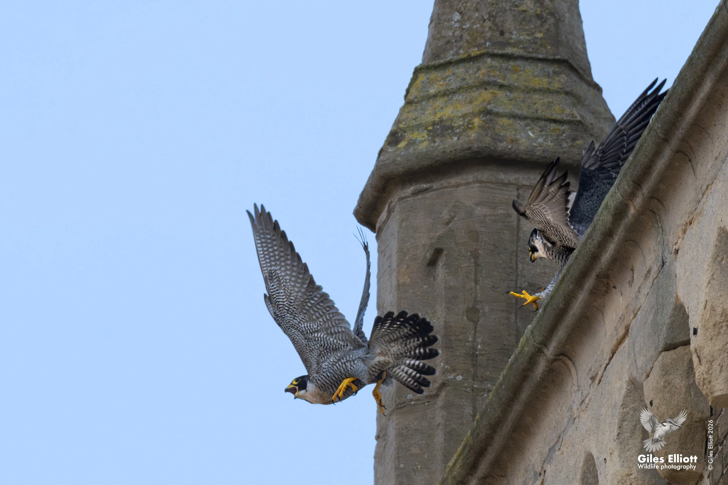 Peregrine falcon