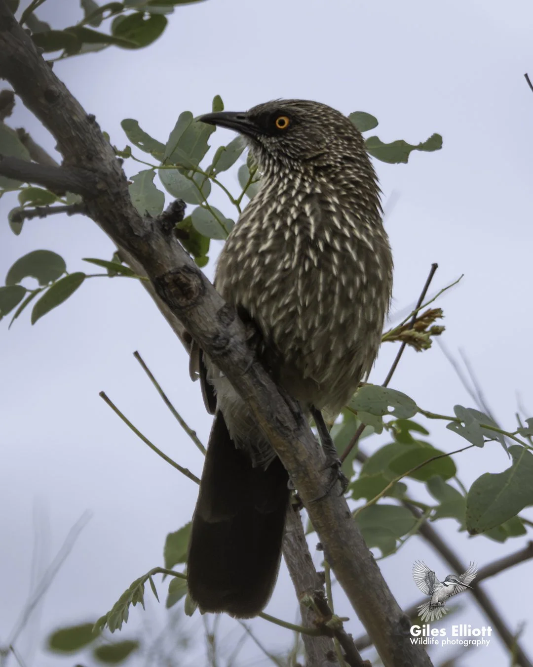 Arrow-marked babbler