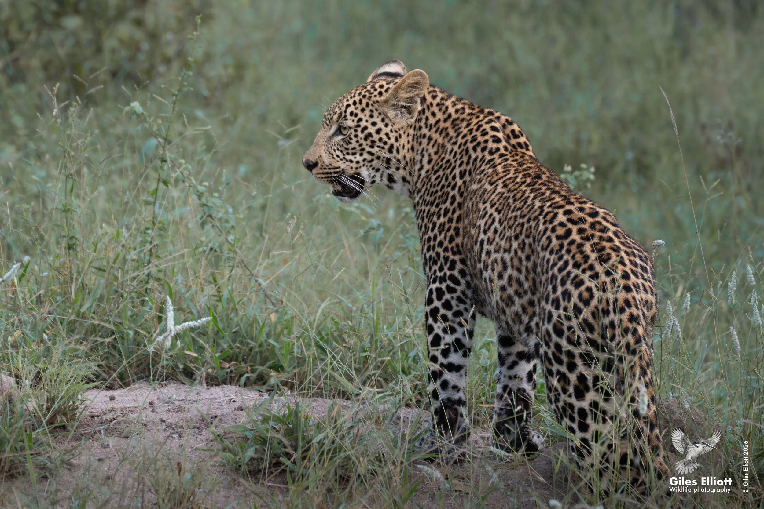 leopard 4 adult 2.jpg
