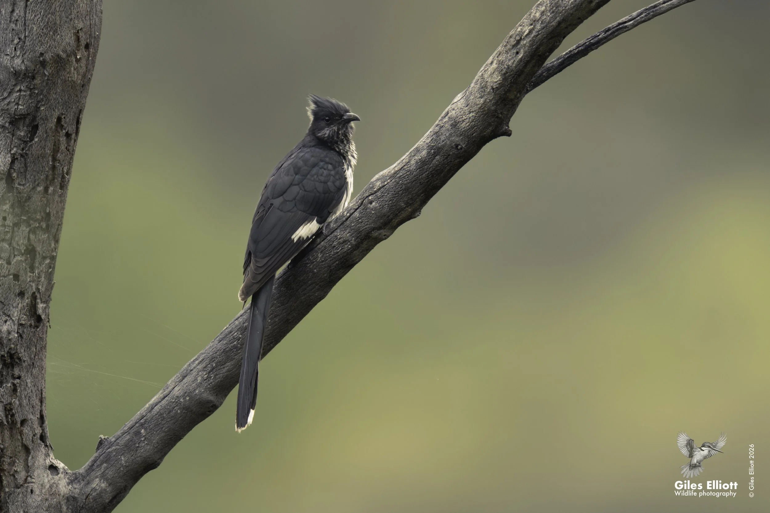 Levaillant's cuckoo