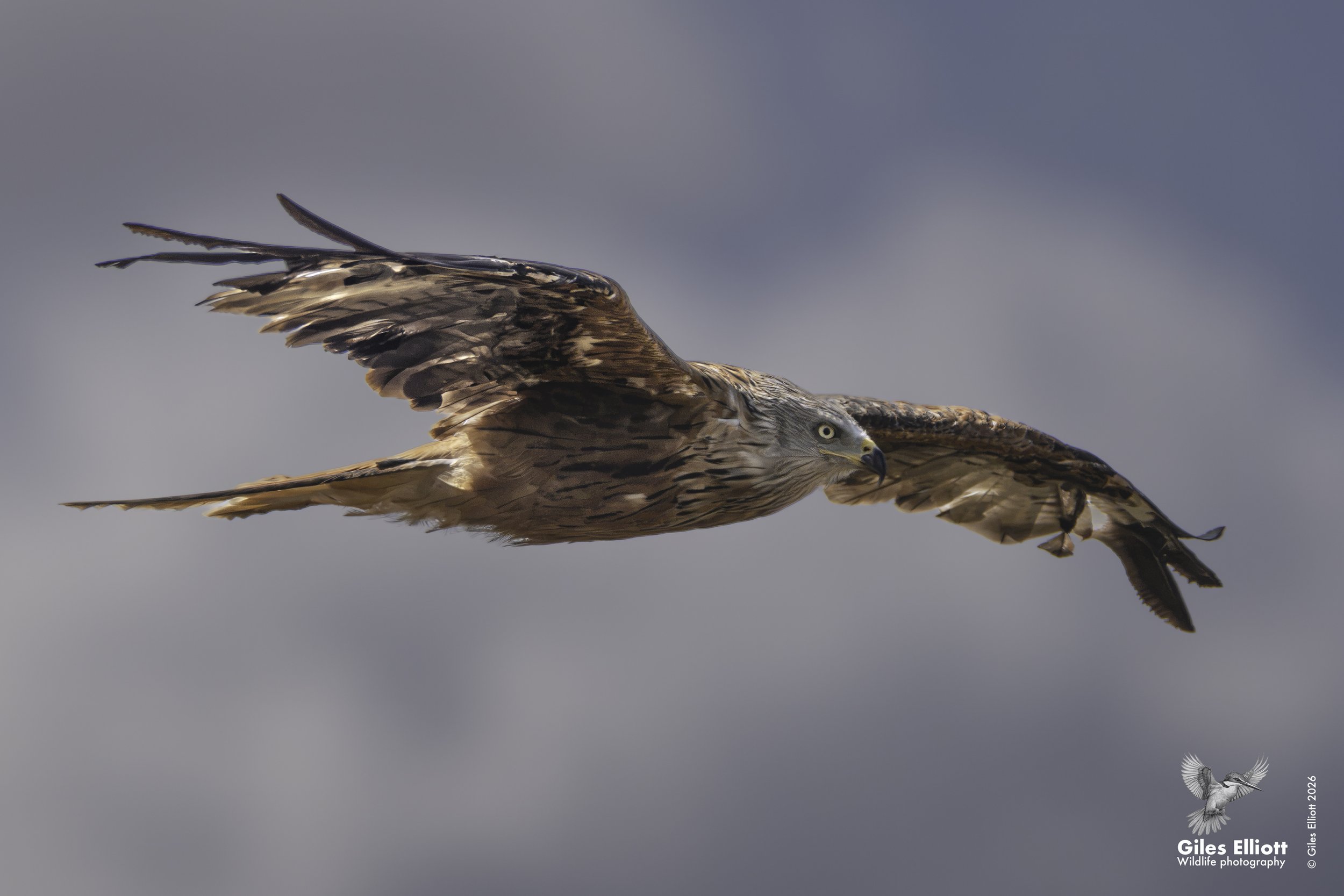 Red kite