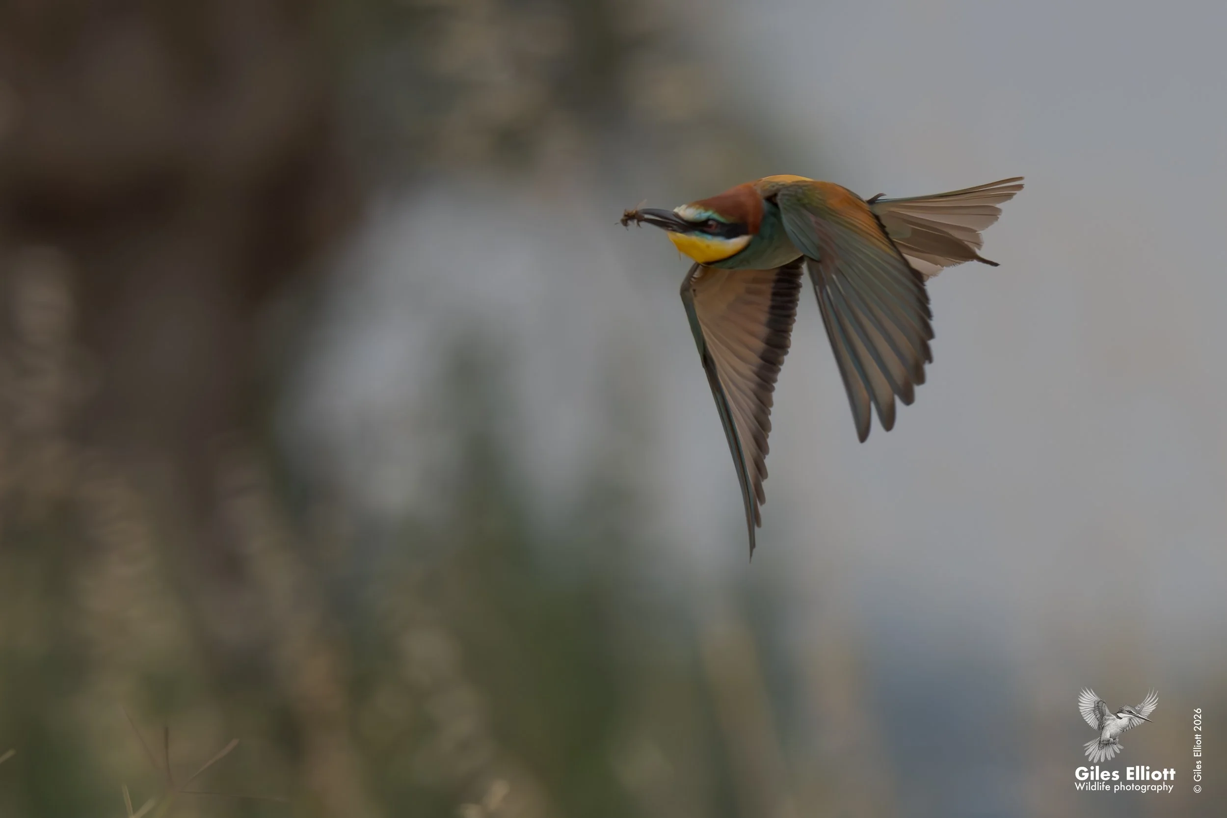 bee eaters 7.jpg