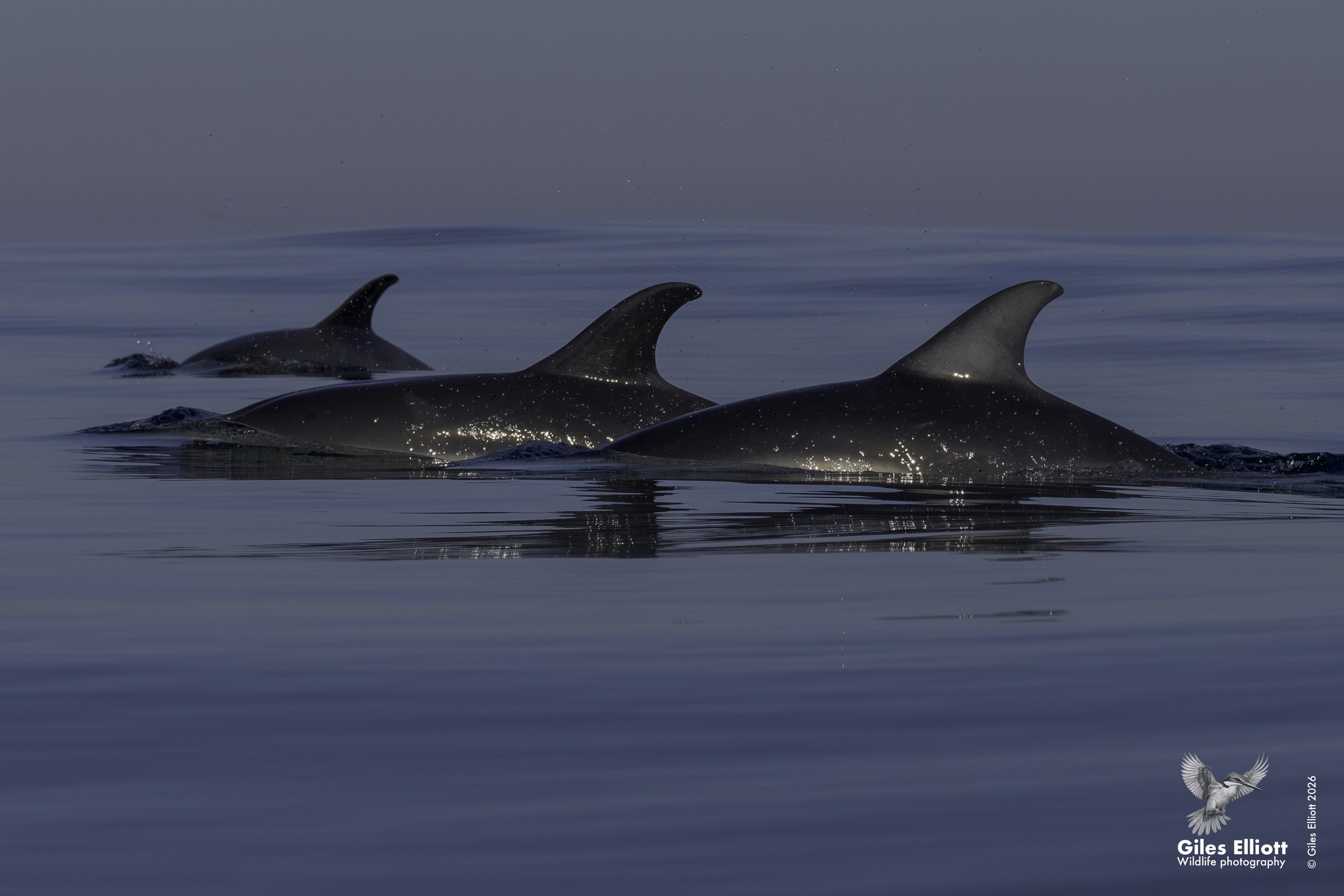 Common dolphin