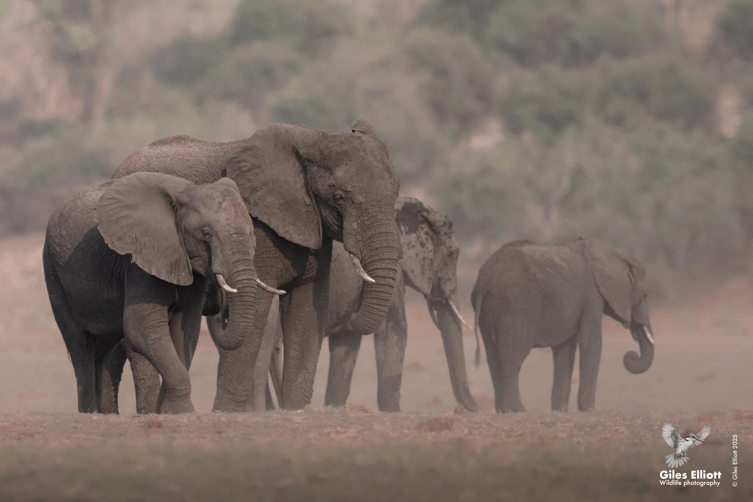 African elephants