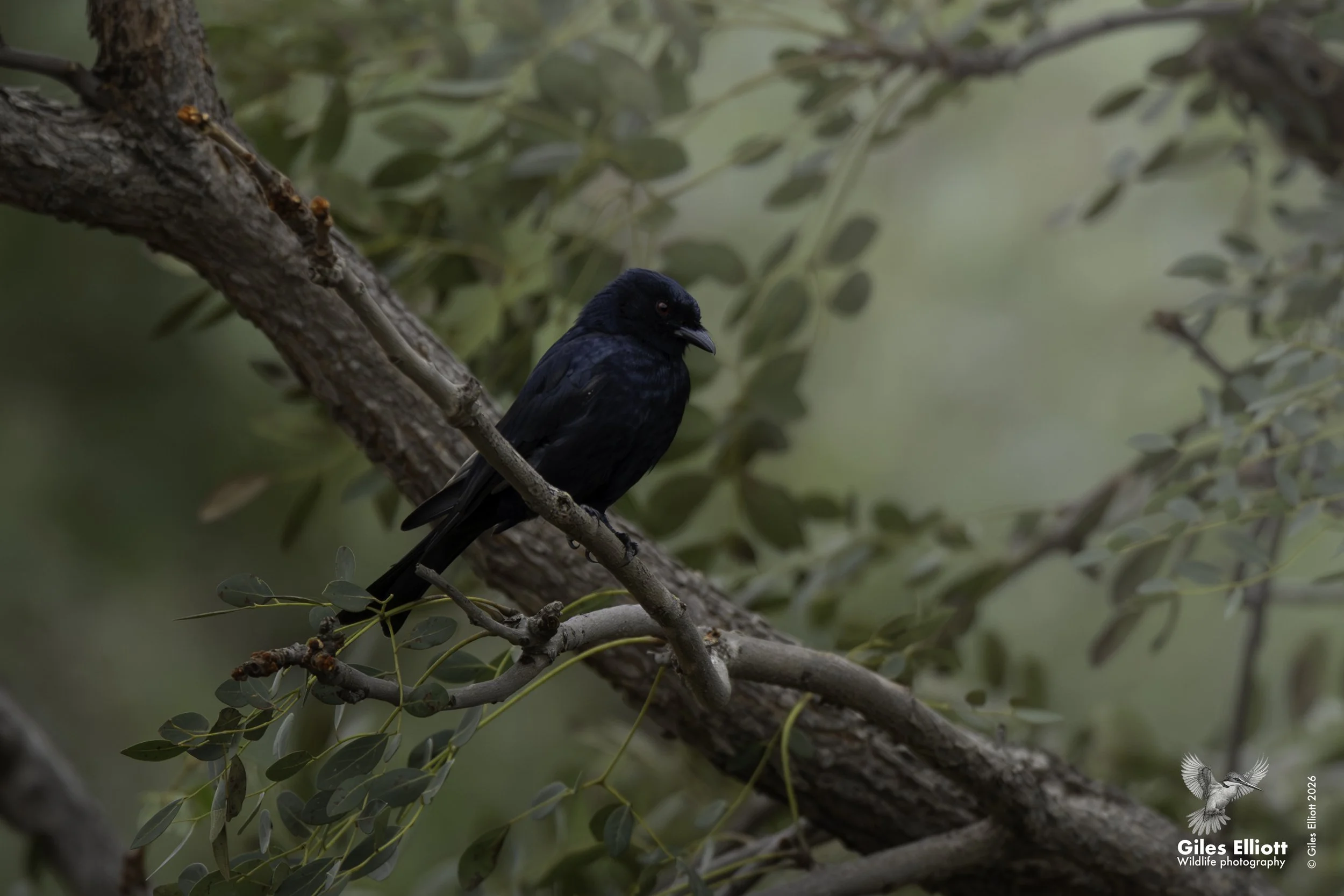 Fork-tailed drongo