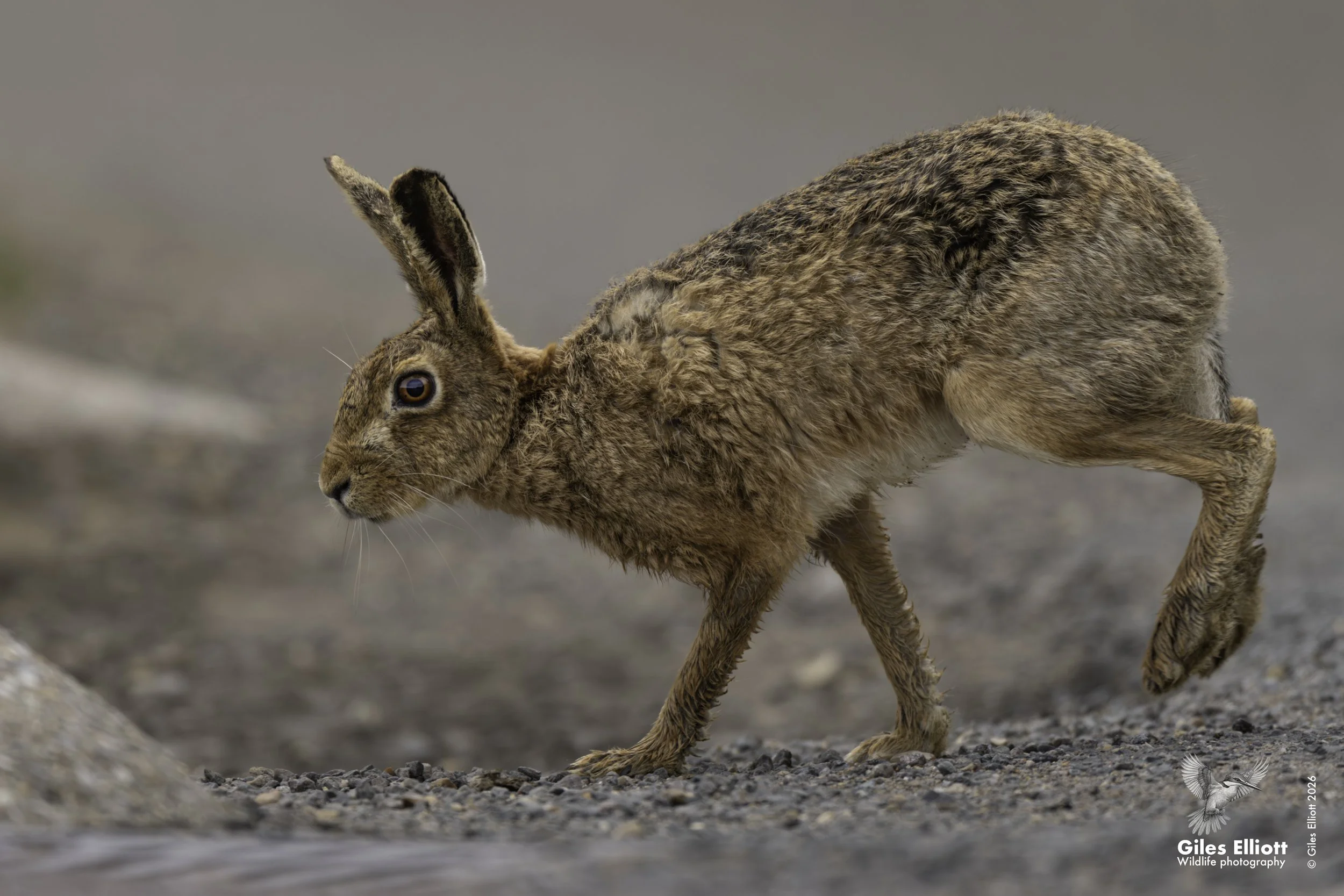Hare. Norfolk, UK. April 2026