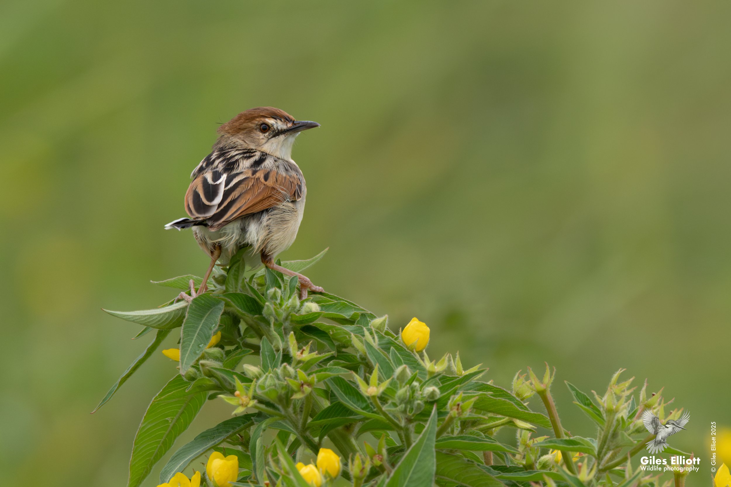 Luapula Cisticola