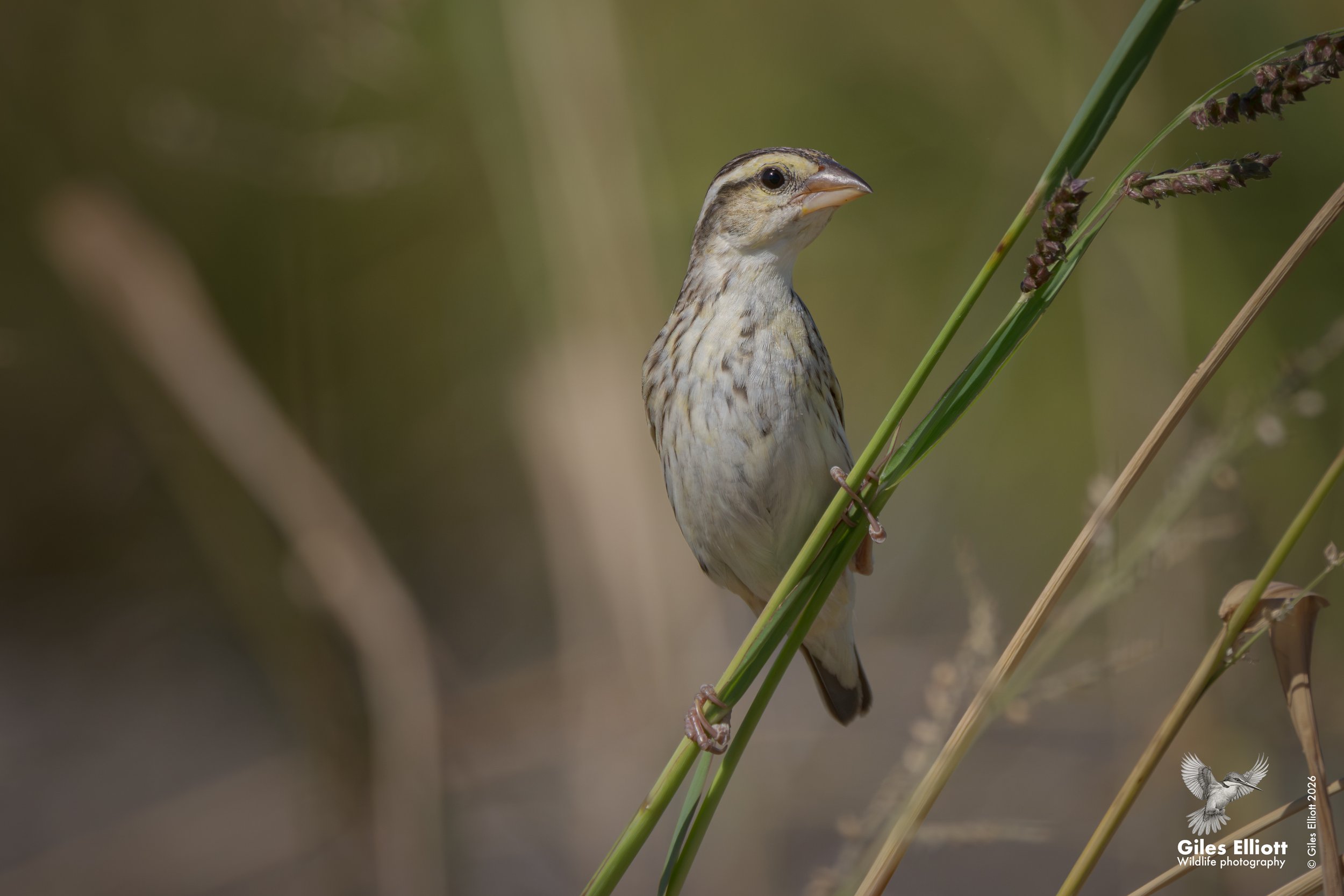 Yellow-crowned bishop