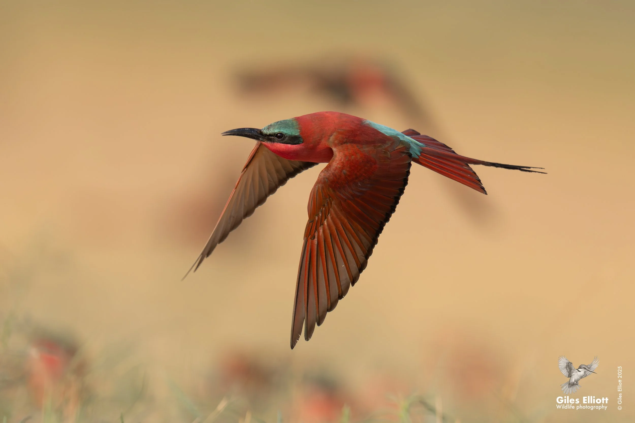 Southern Carmine Bee-eater