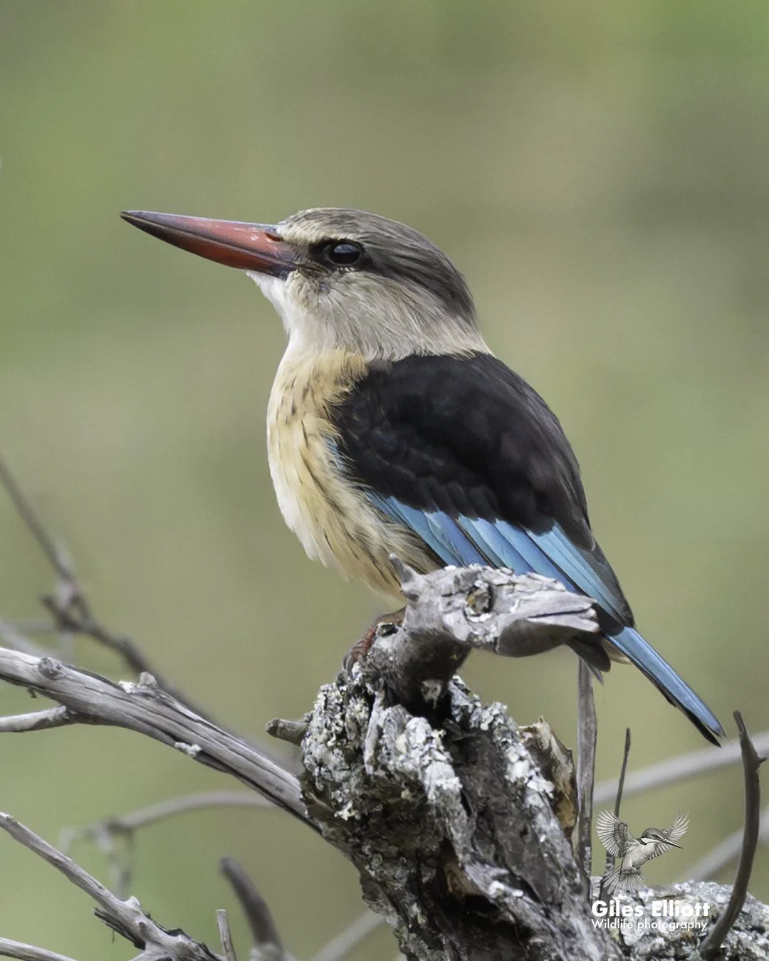 Brown-hooded kingfisher