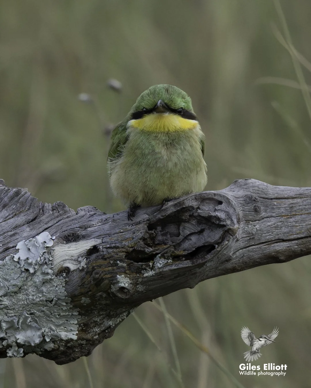 Little bee-eater