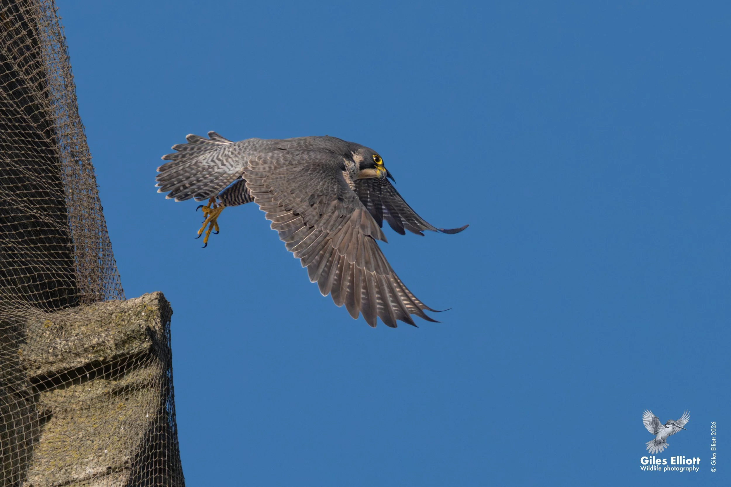 peregrine take off.jpg