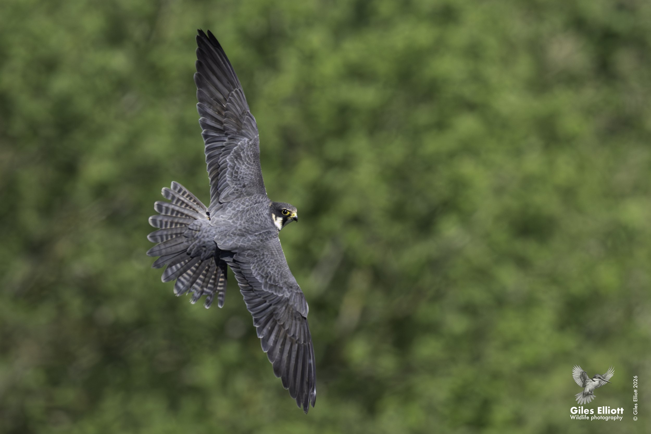 Hobby