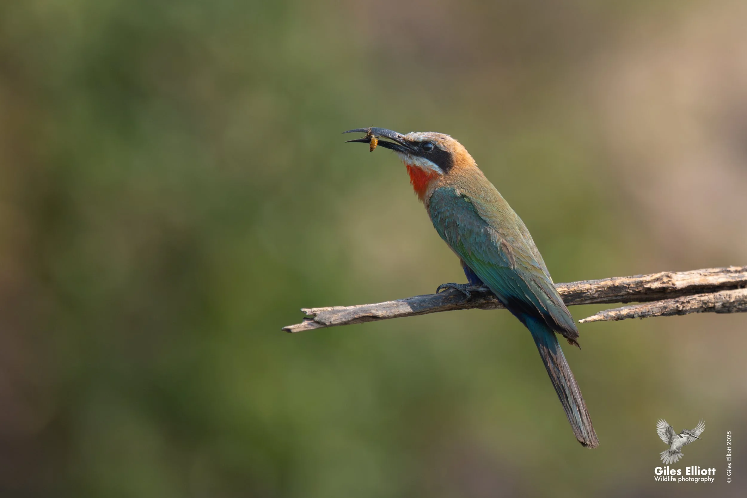 White-fronted bee-eater