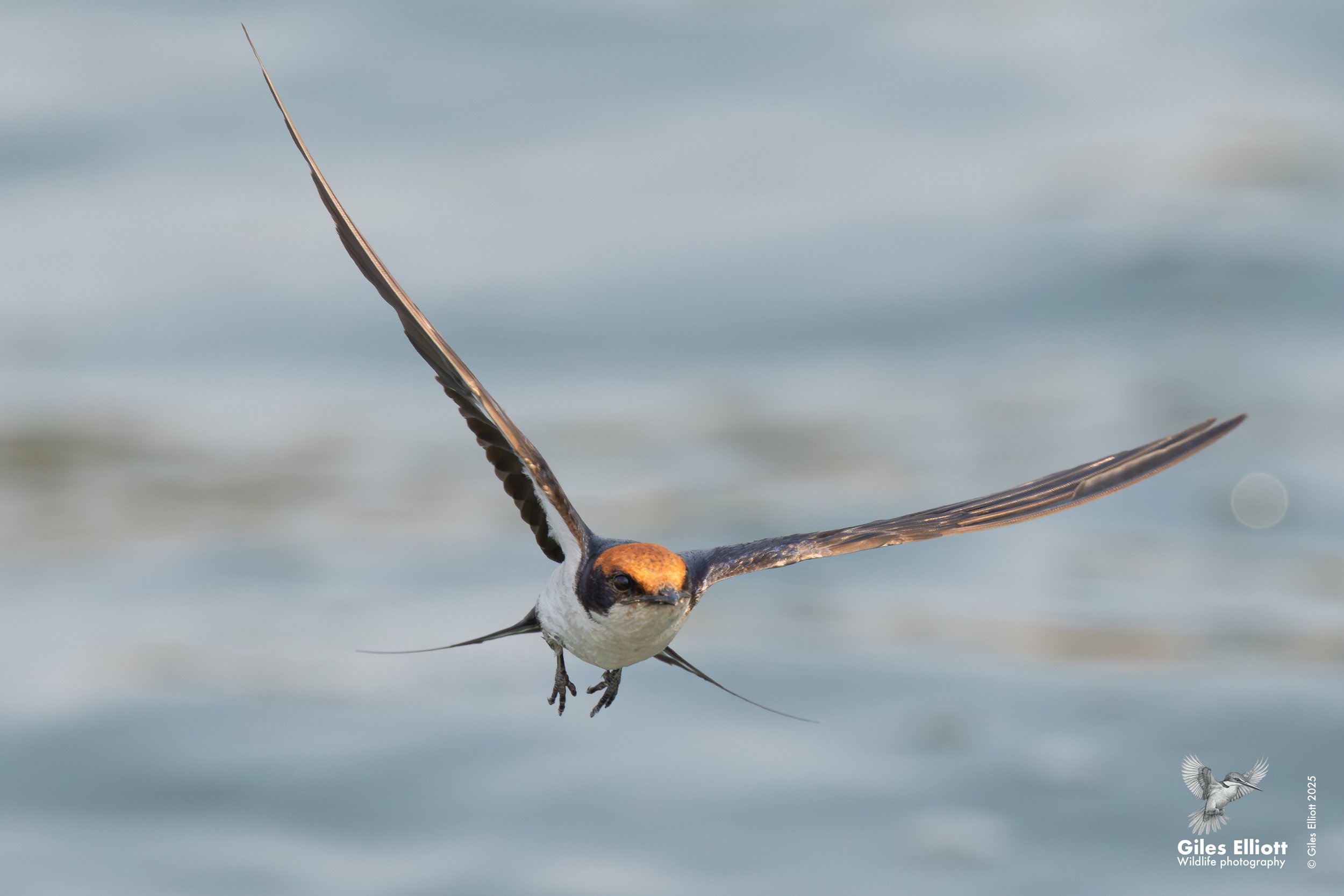 Wire-tailed swallow