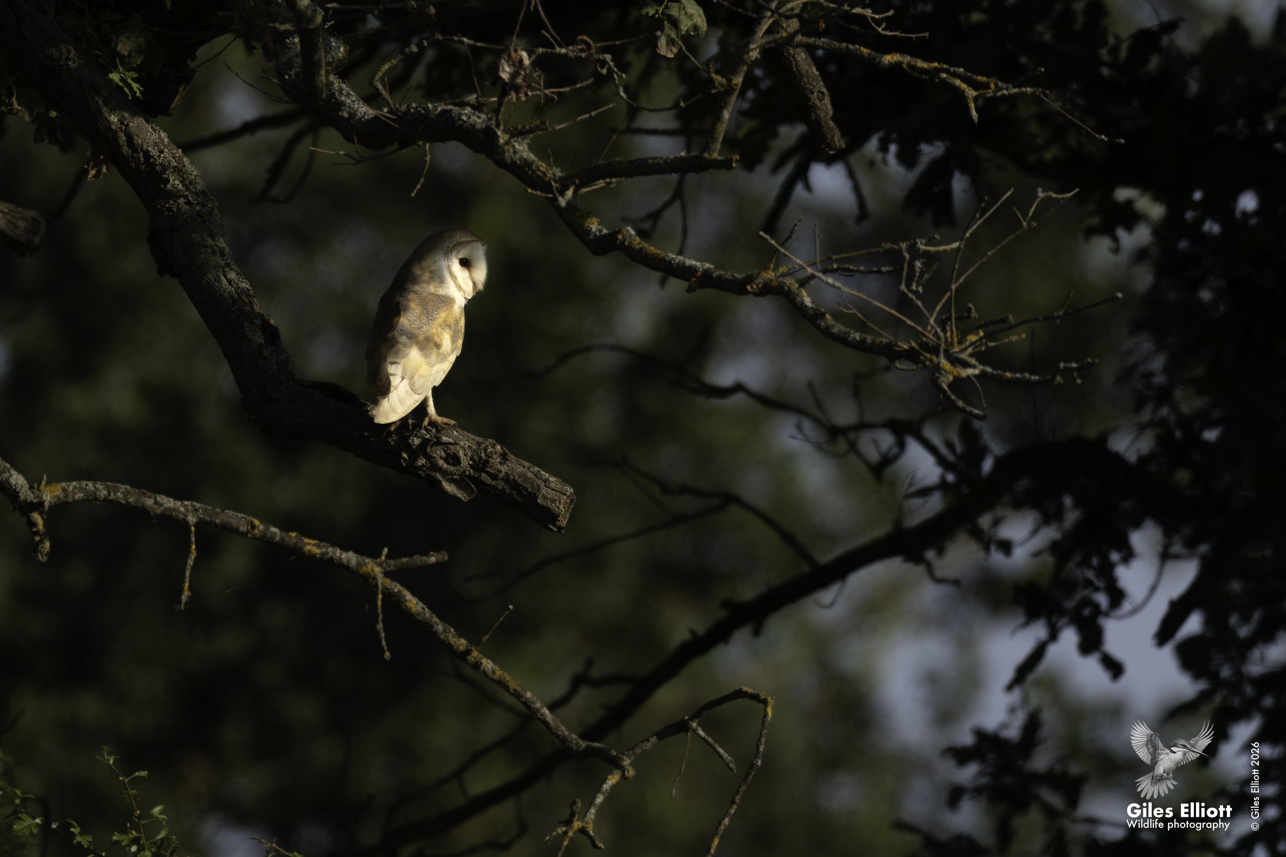 owl 8.jpg