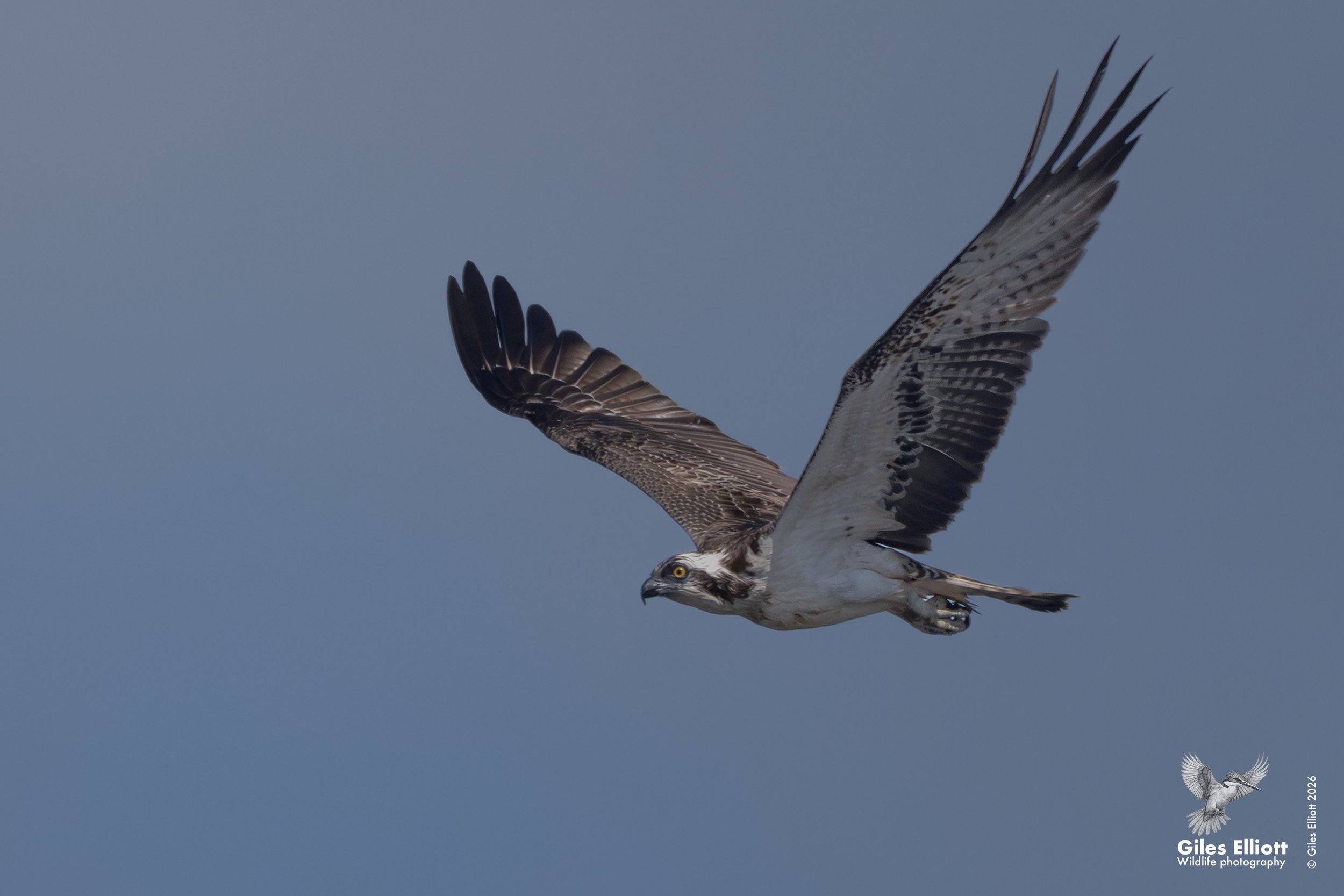 Osprey