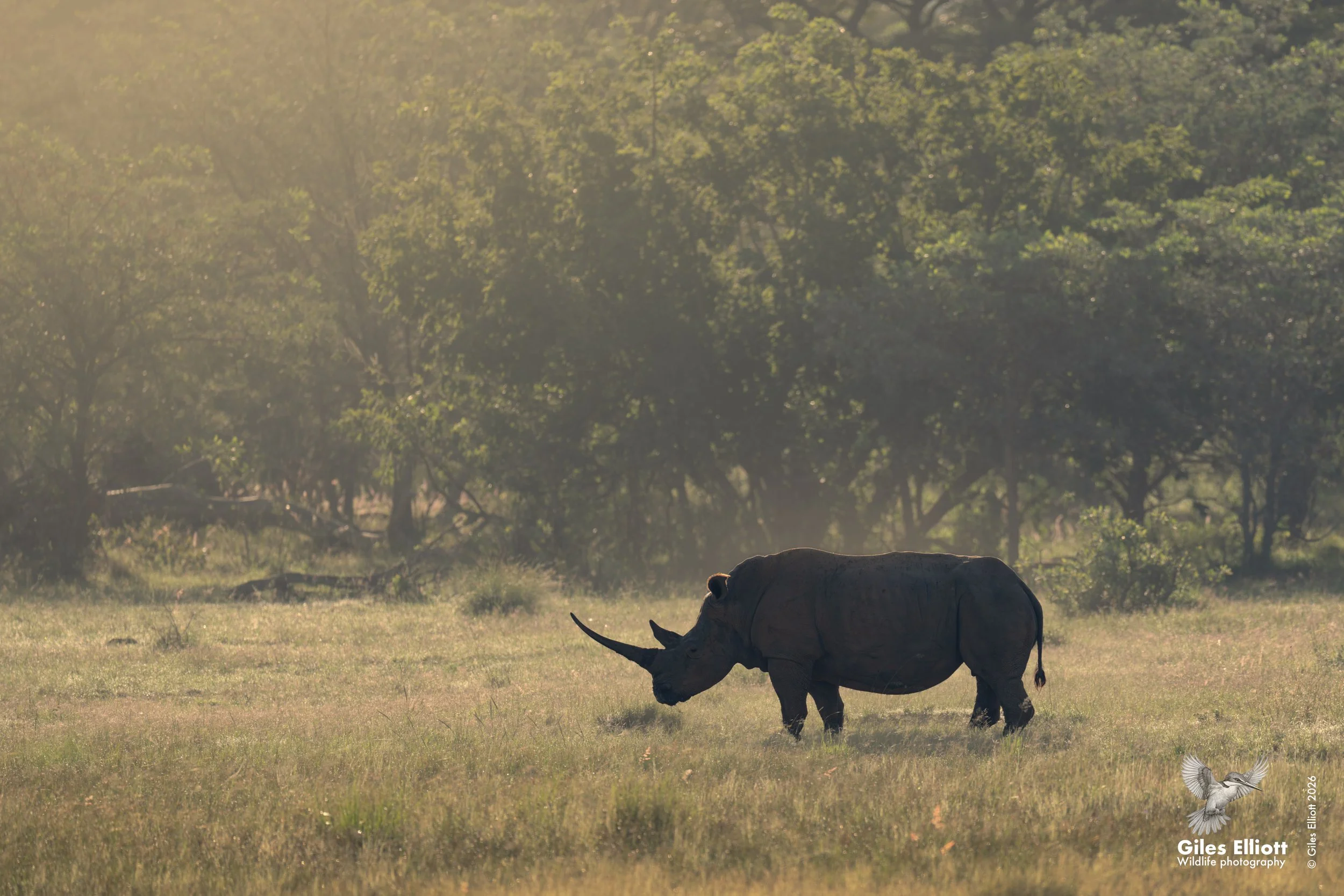 White rhino