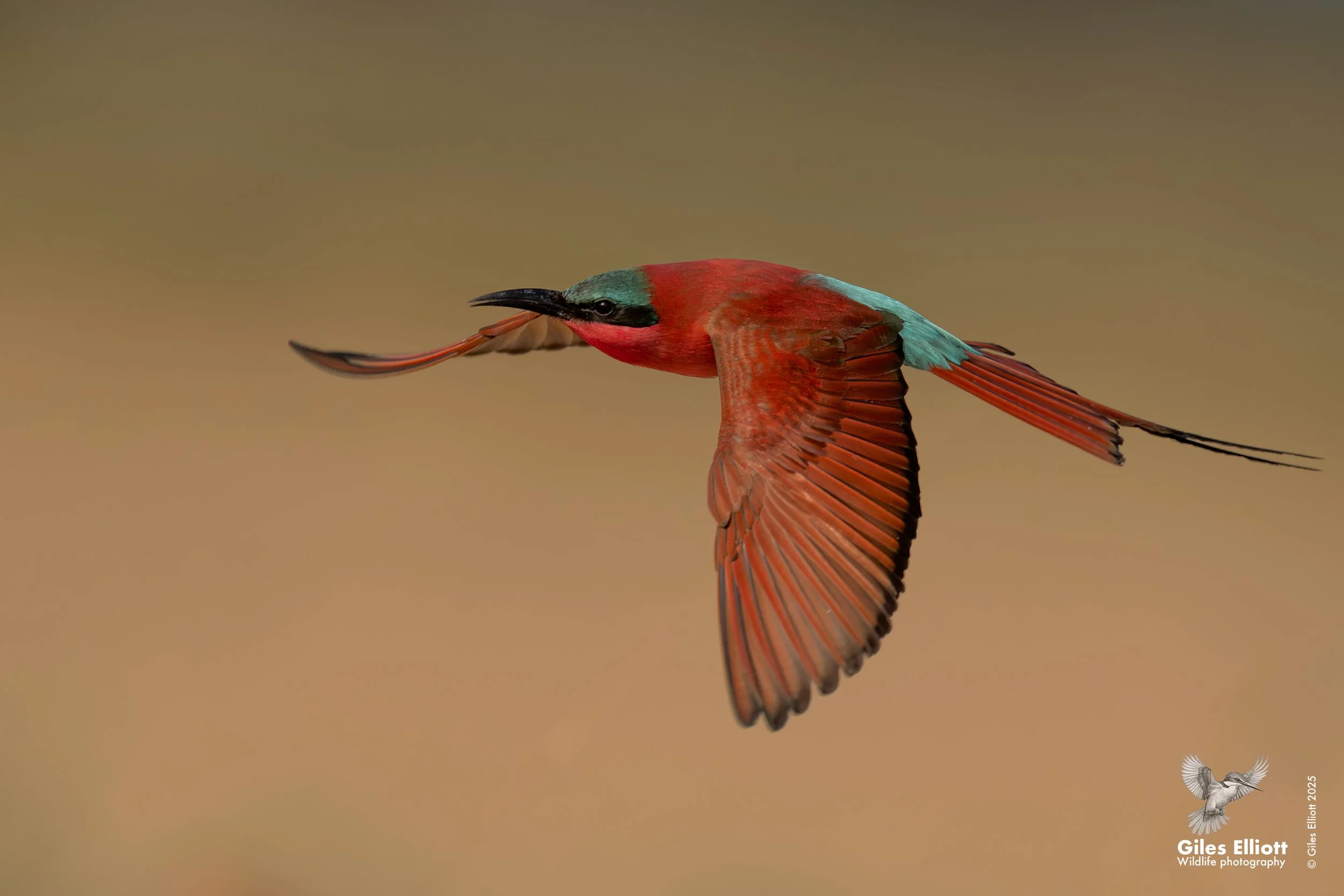 Southern Carmine Bee-eater