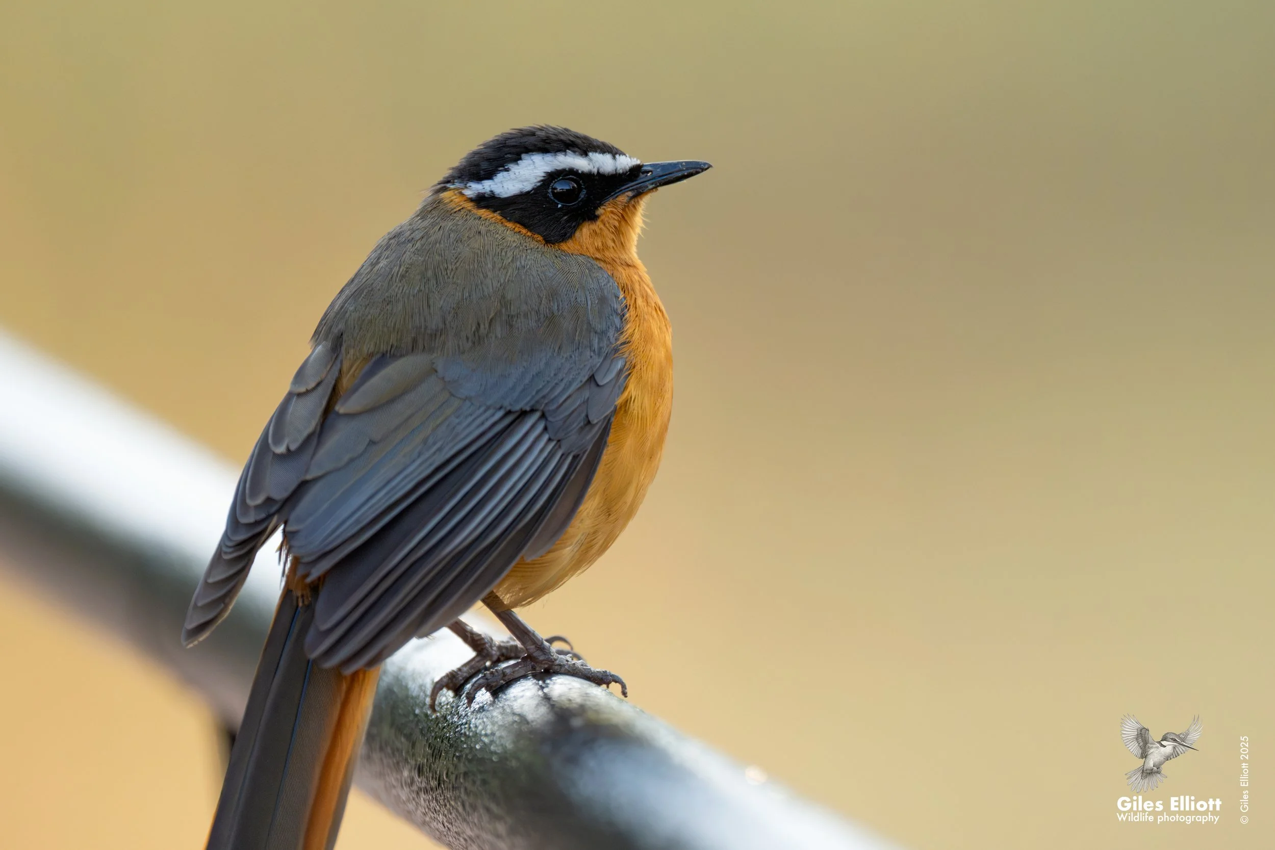 White-browed robin chat