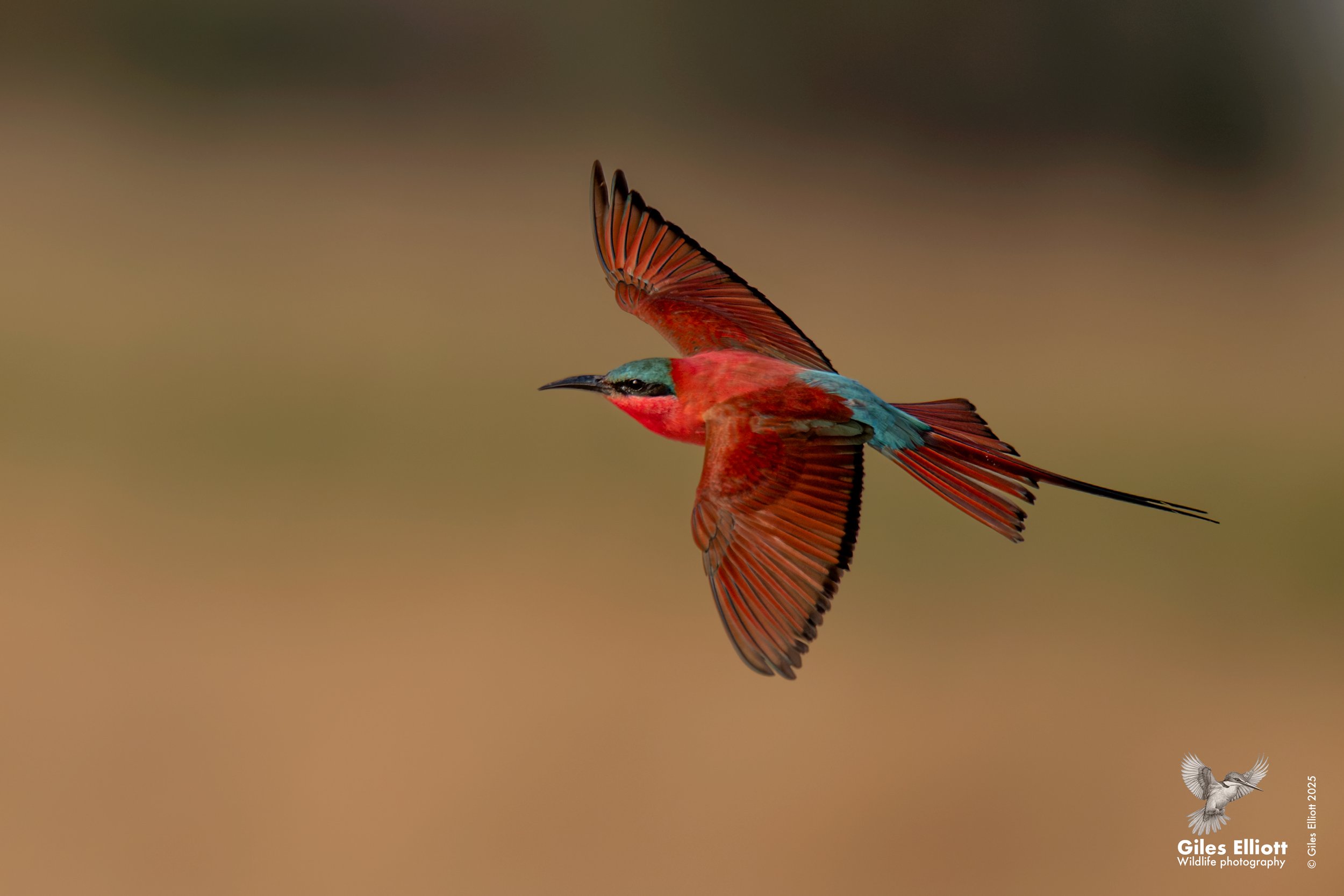 Southern Carmine Bee-eater