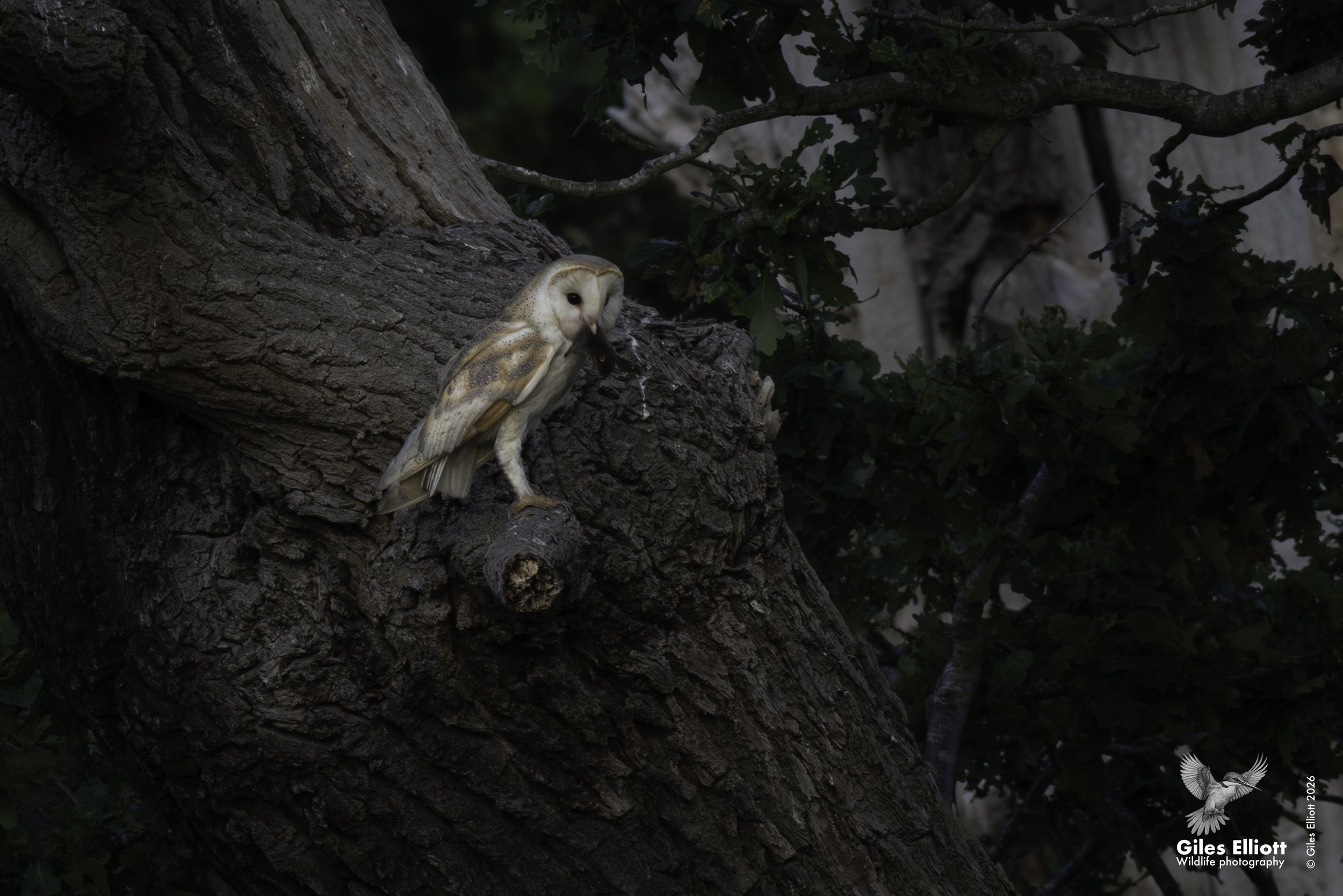 Barn owl