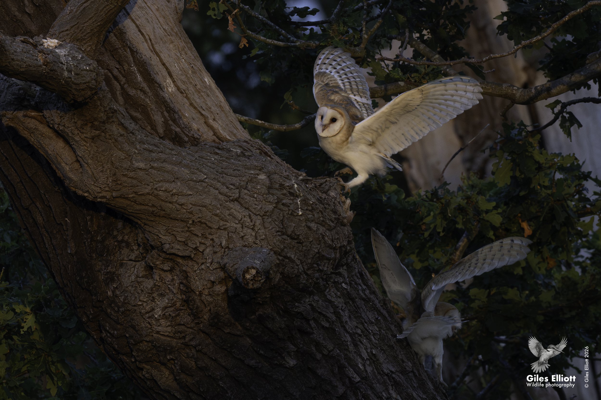 Barn owl