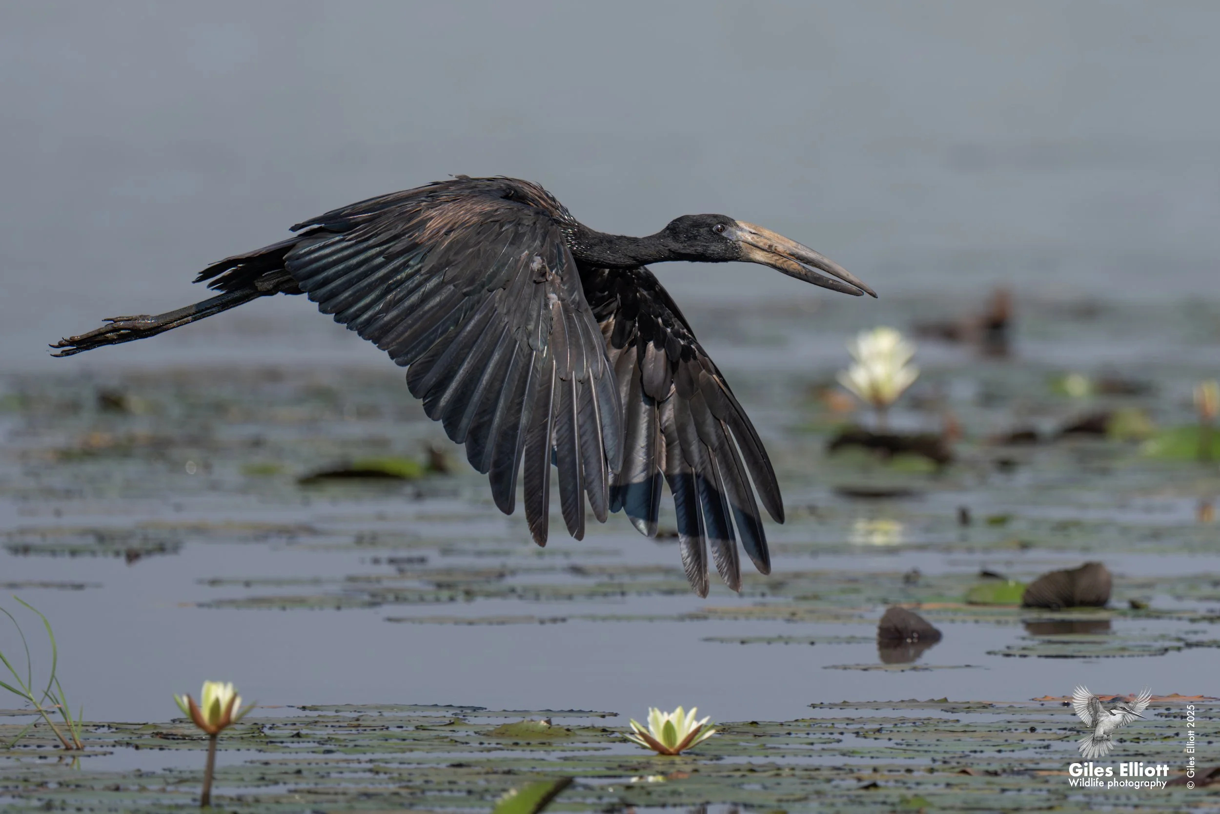African openbill